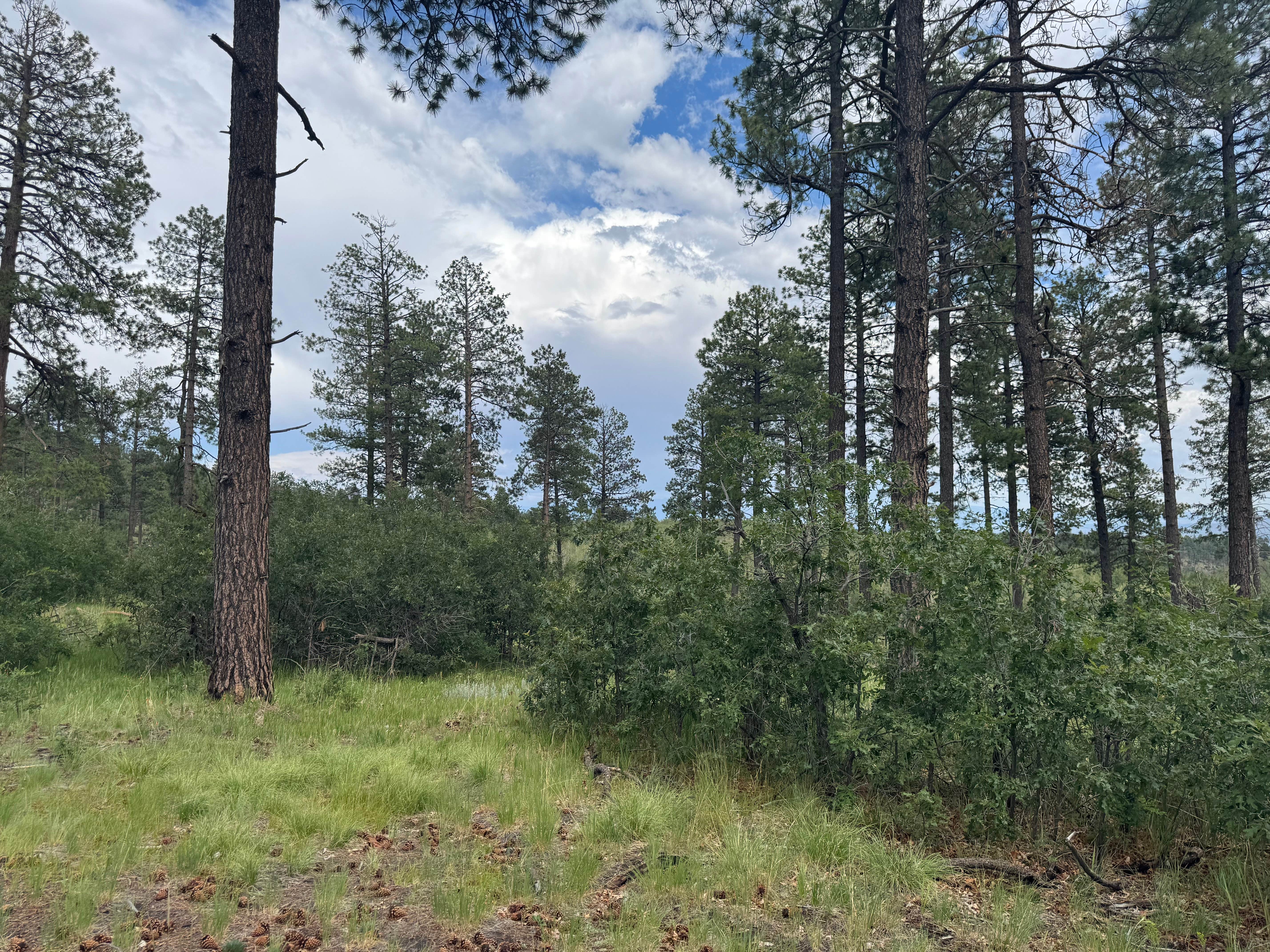 Camping near Pajarito Springs (Dispersed): Two Springs Camp, Los Alamos, New Mexico