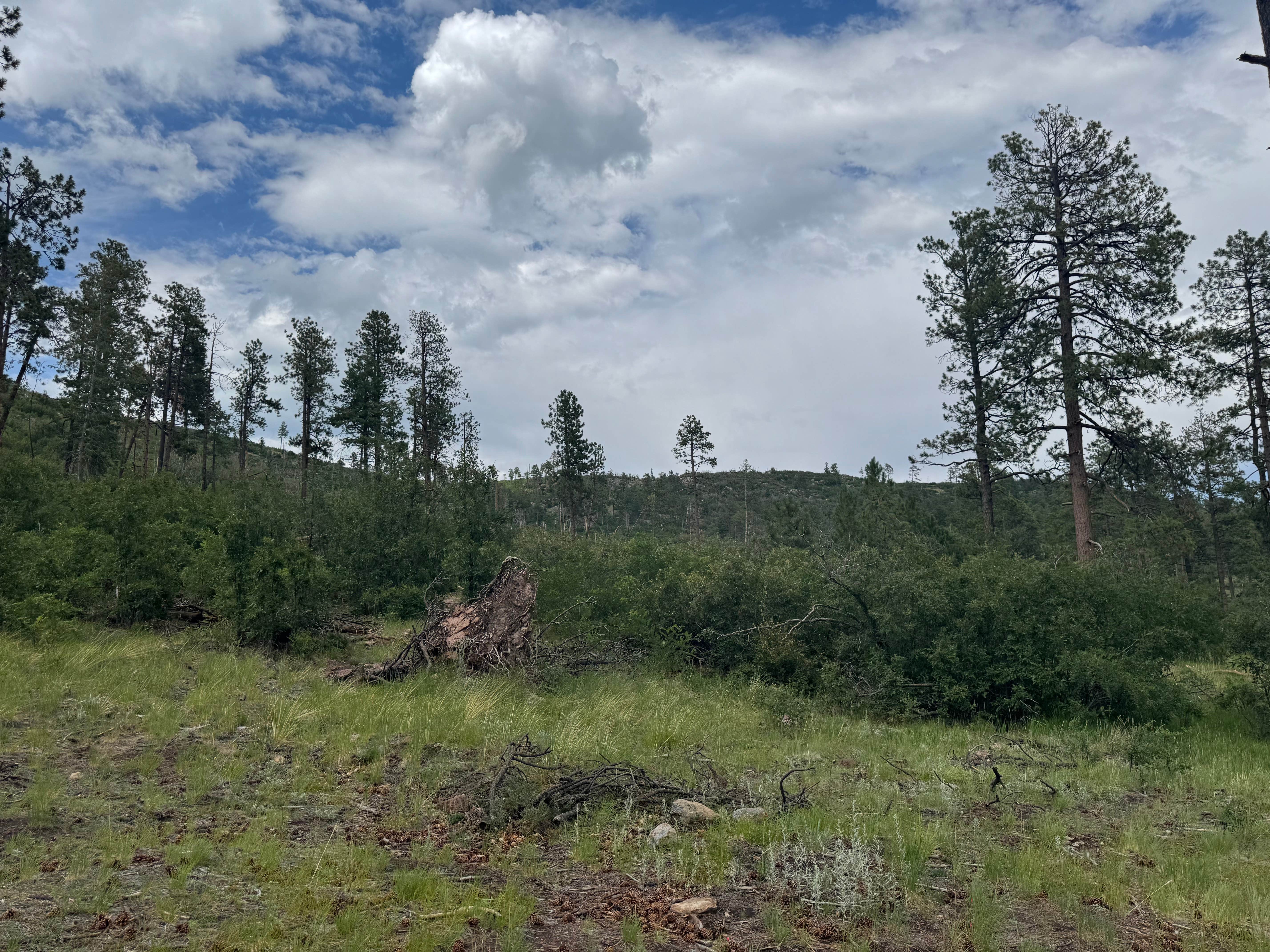 Camper-submitted photo at Two Springs Camp near Cochiti Lake, NM