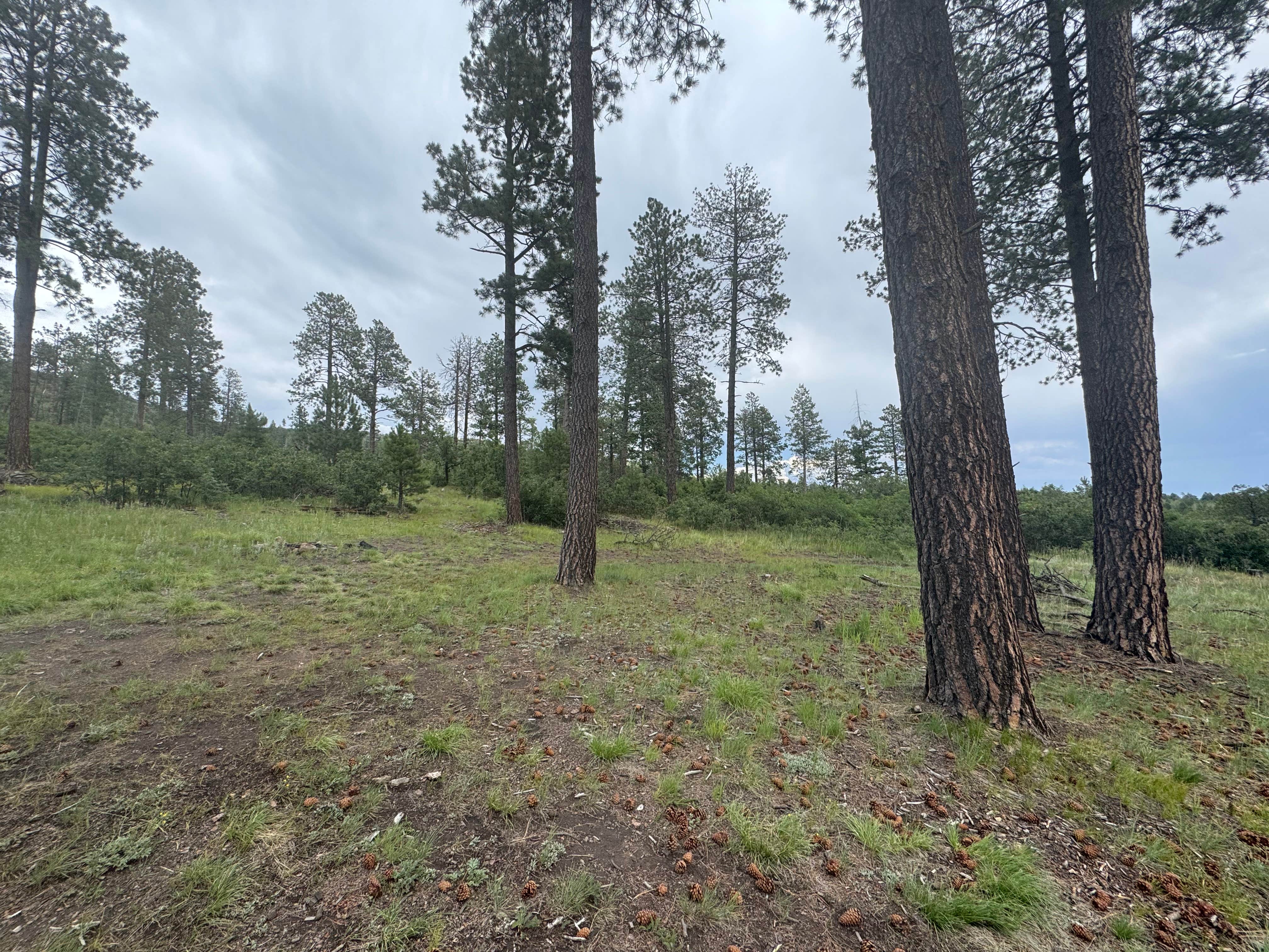 Camper-submitted photo at Two Springs Camp near Cochiti Lake, NM