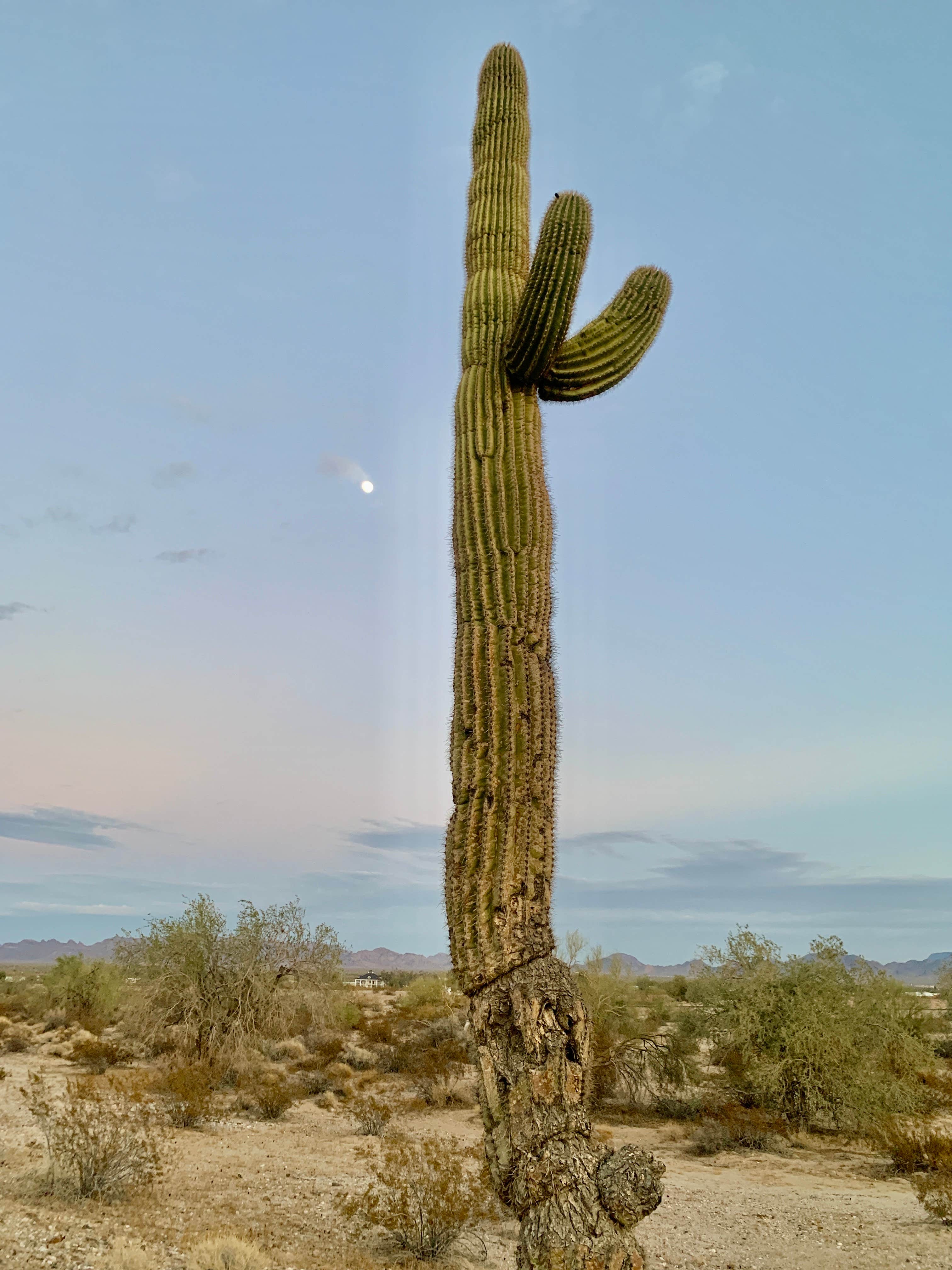 Camping near Mitchell Mine Road: Tyson Street - North Quartzite, Quartzsite, Arizona