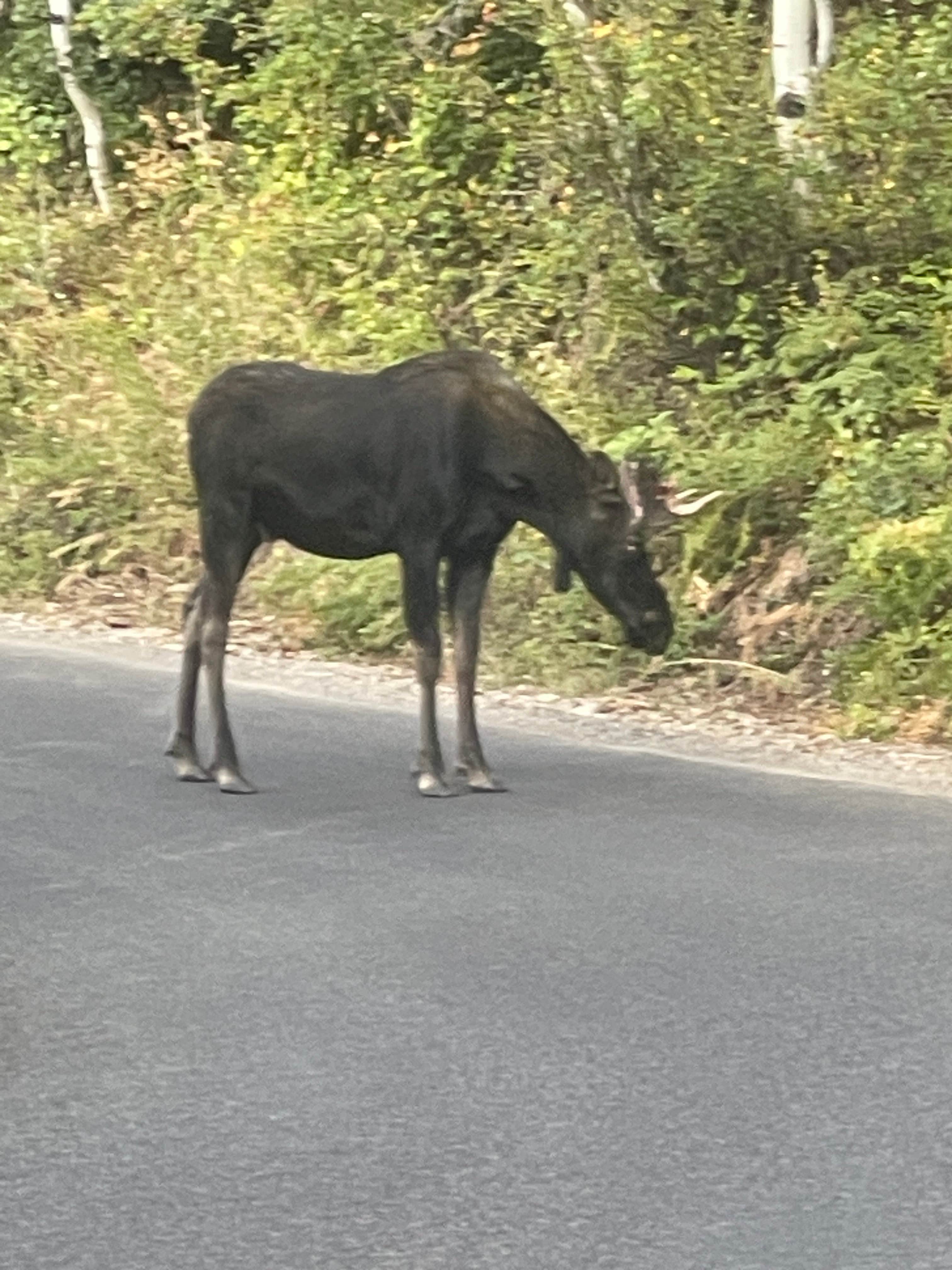Camper-submitted photo at Mount Timpanogos Campground near Salt Lake City, UT