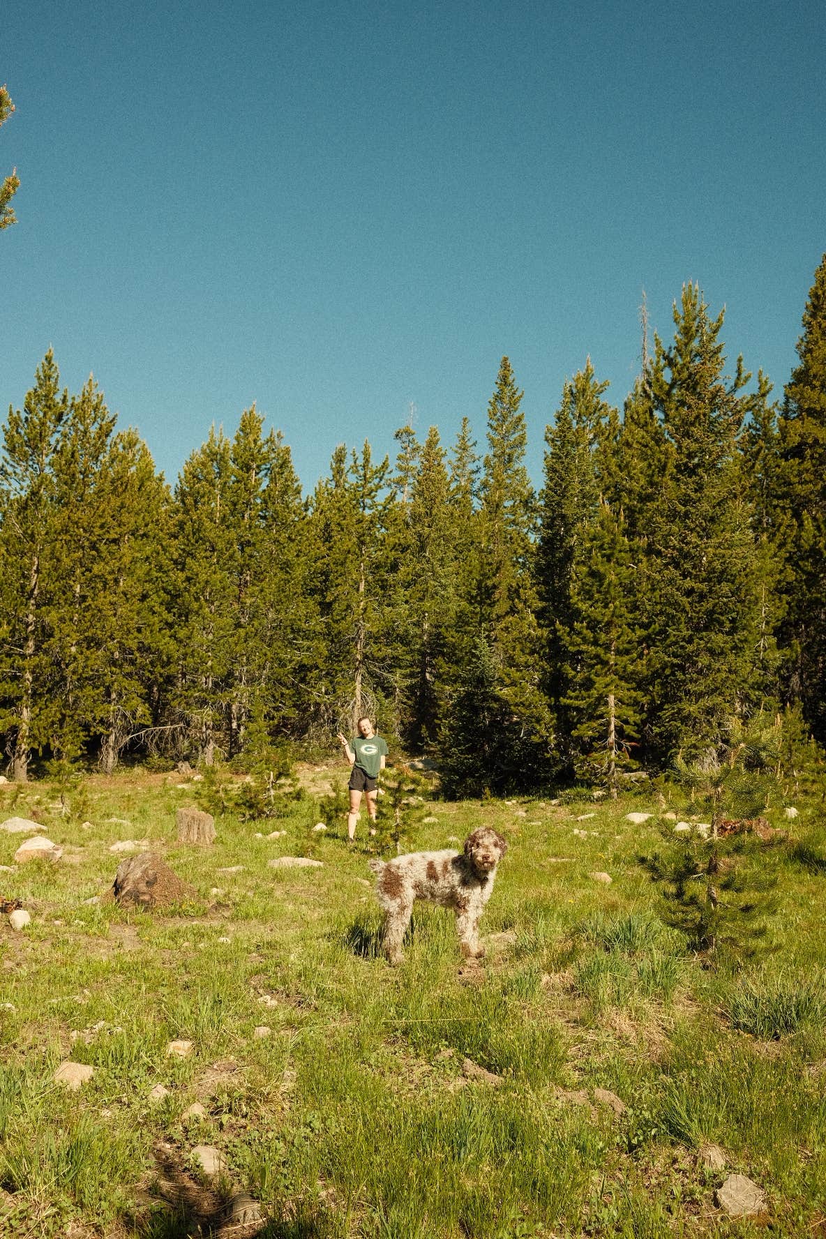 Uinta-Wasatch-Cache National Forest Dispersed Camping