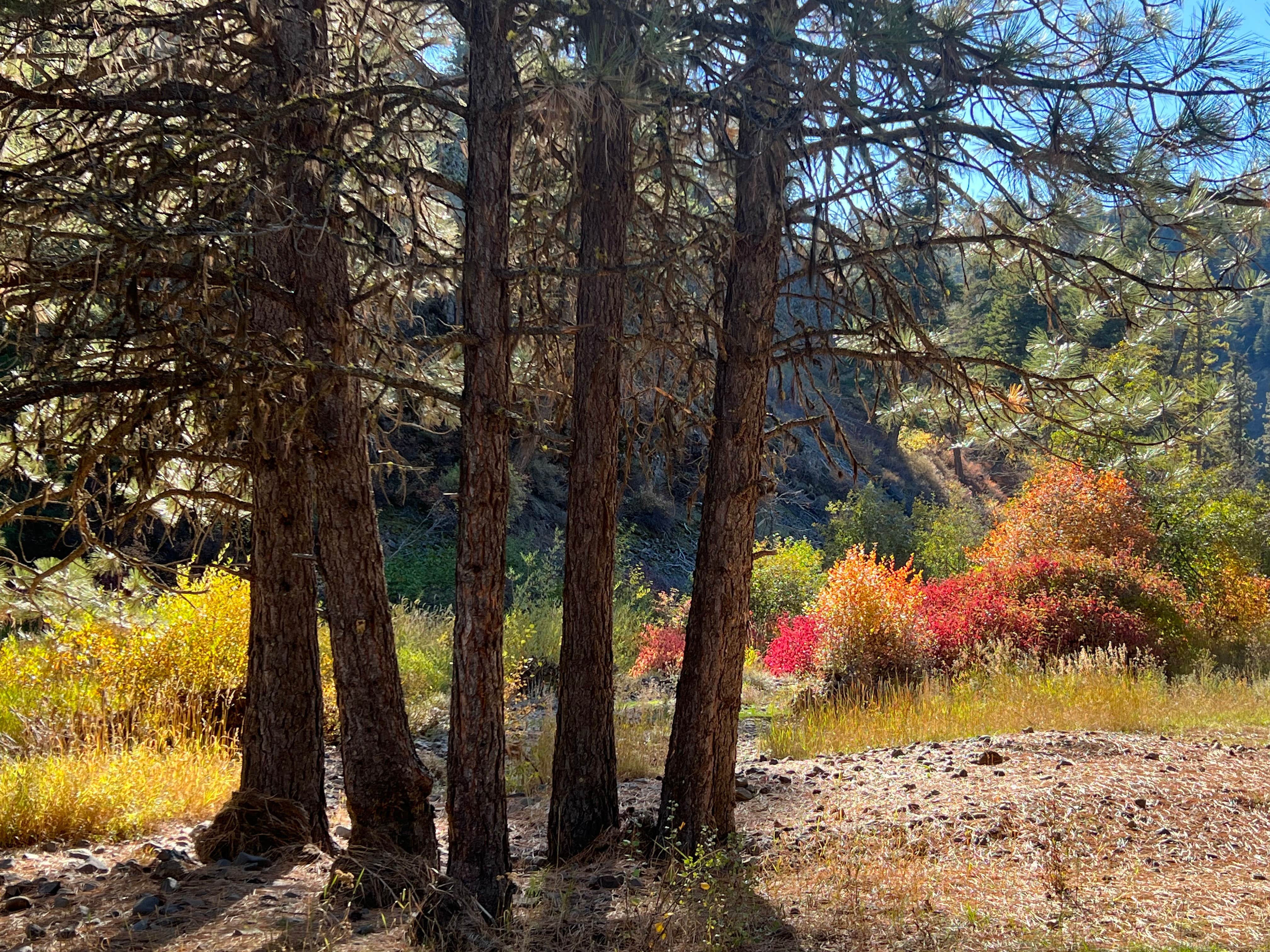 Camper submitted image from Ukiah-Dale Forest State Park and Campground - 5