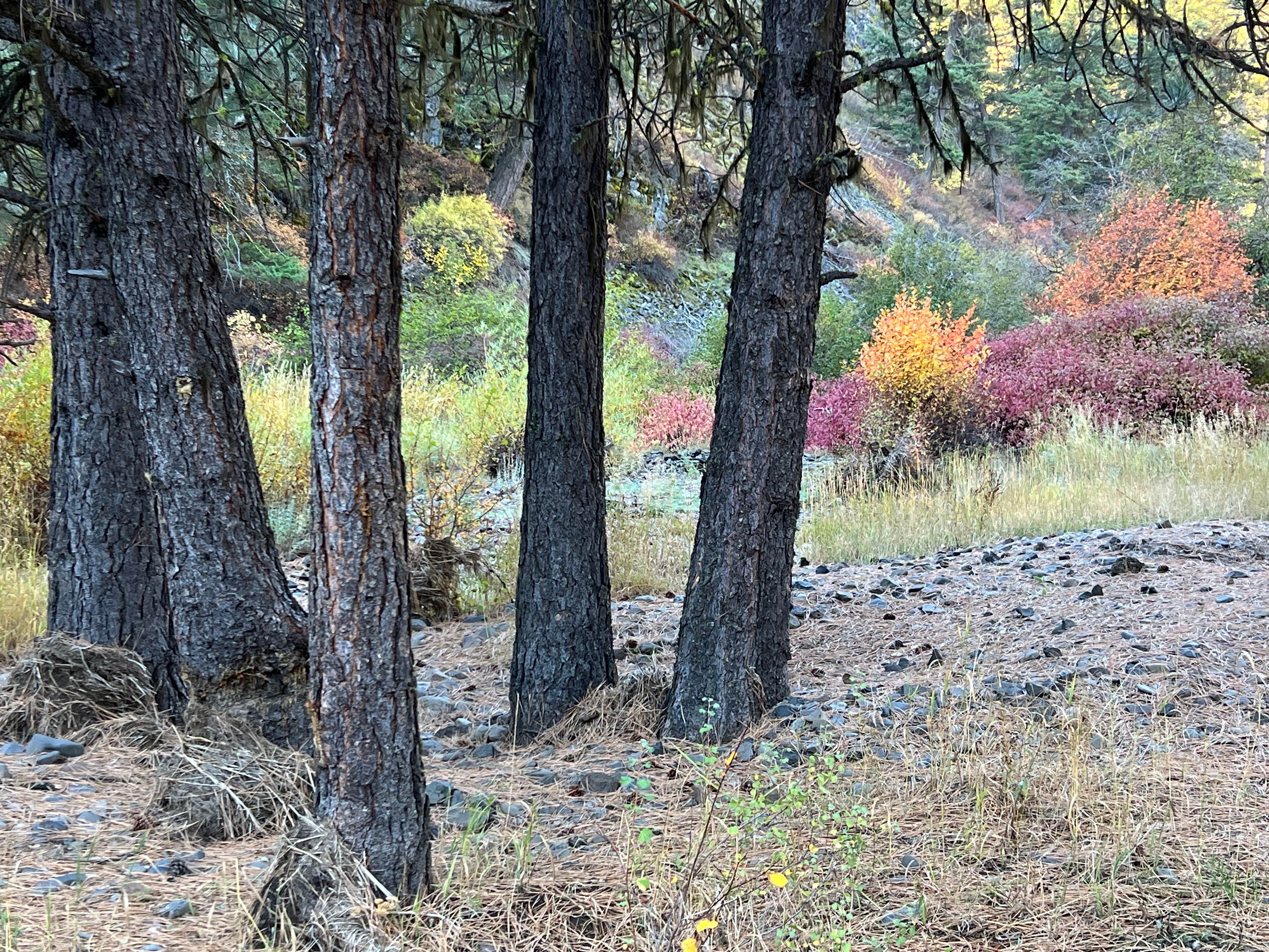 Camper-submitted photo at Ukiah-Dale Forest State Park and Campground near Ukiah, OR