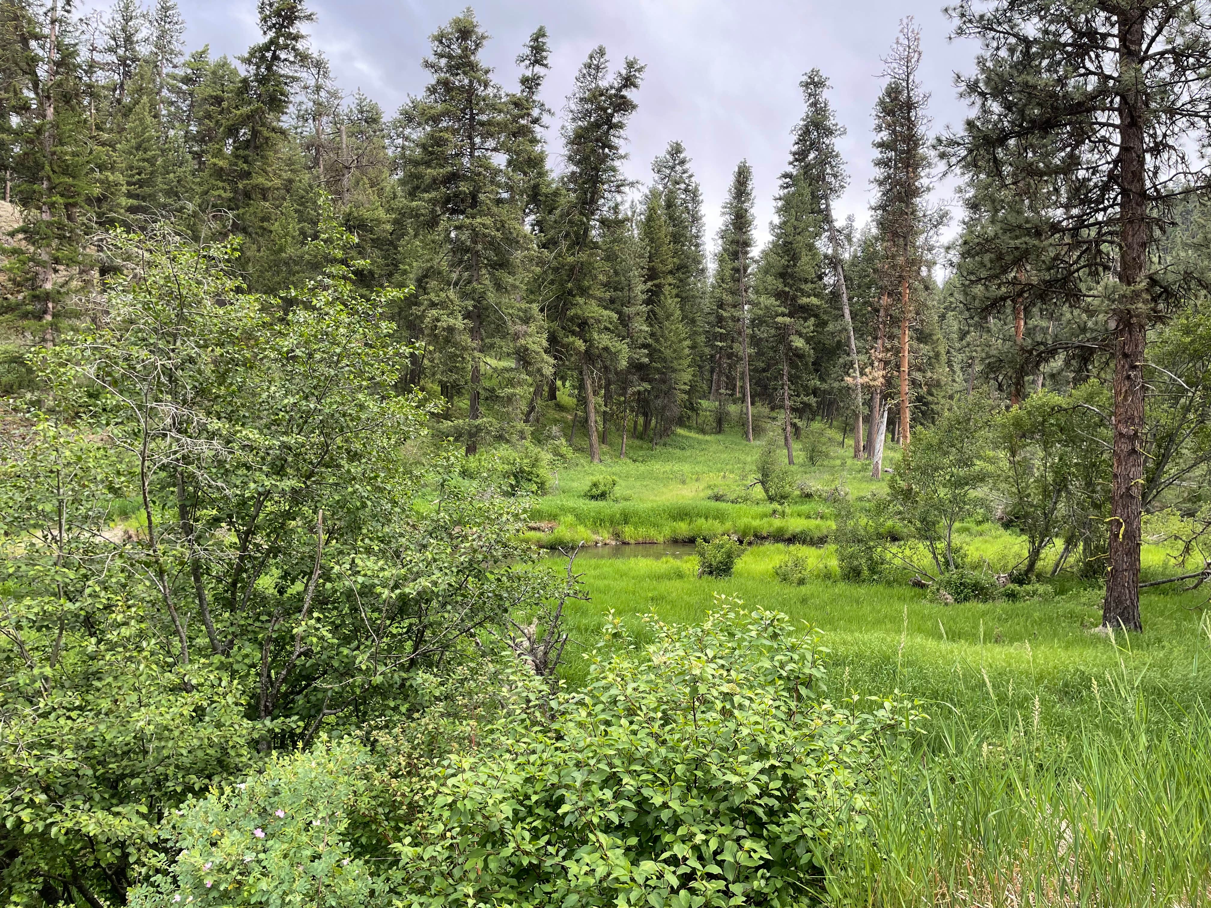 Camper submitted image from Ukiah-Dale Forest State Park and Campground - 1