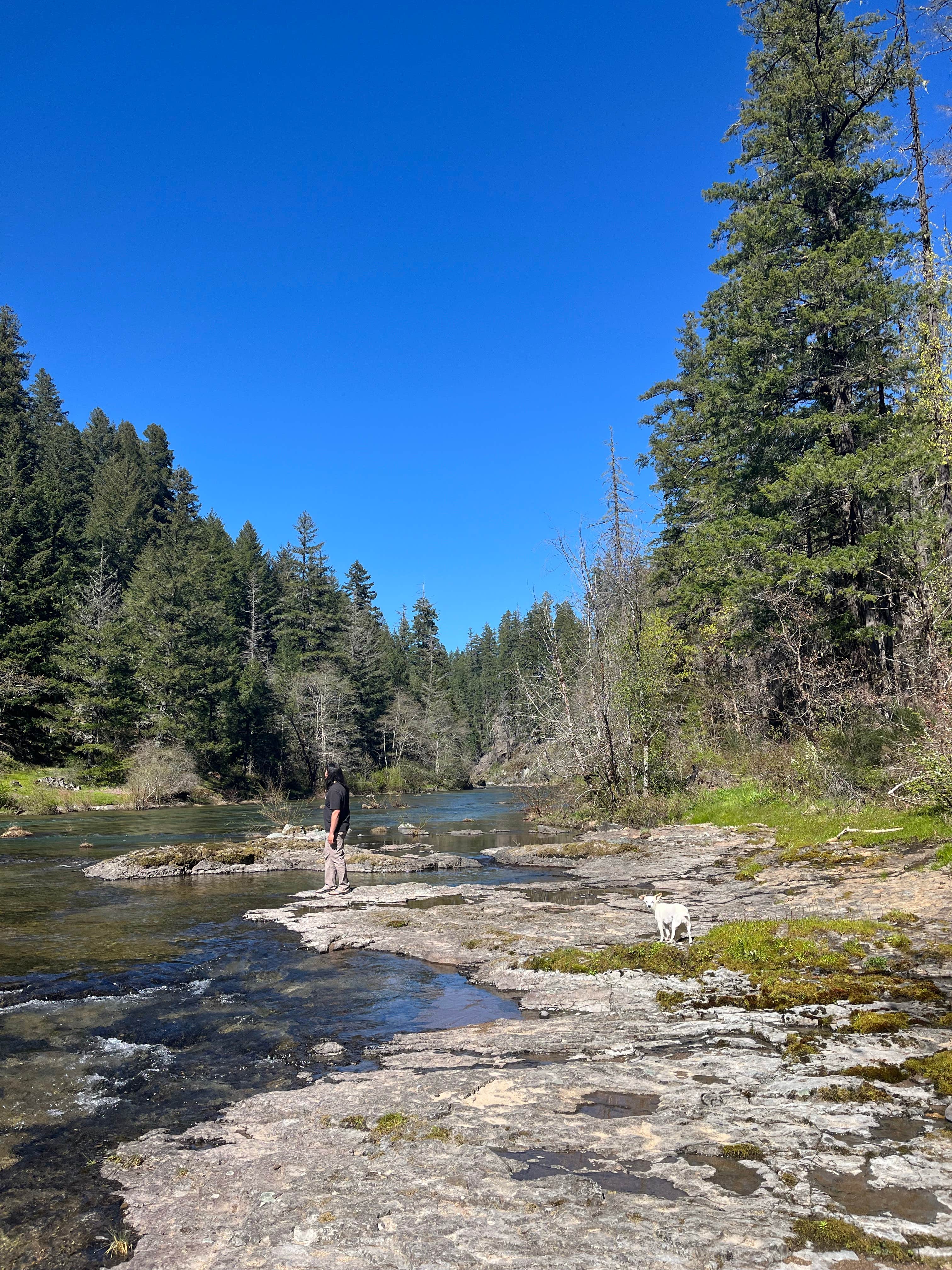 sophie C.'s photo of camping with pets at Umpqua National Forest Steamboat Falls Campground near Roseburg, OR