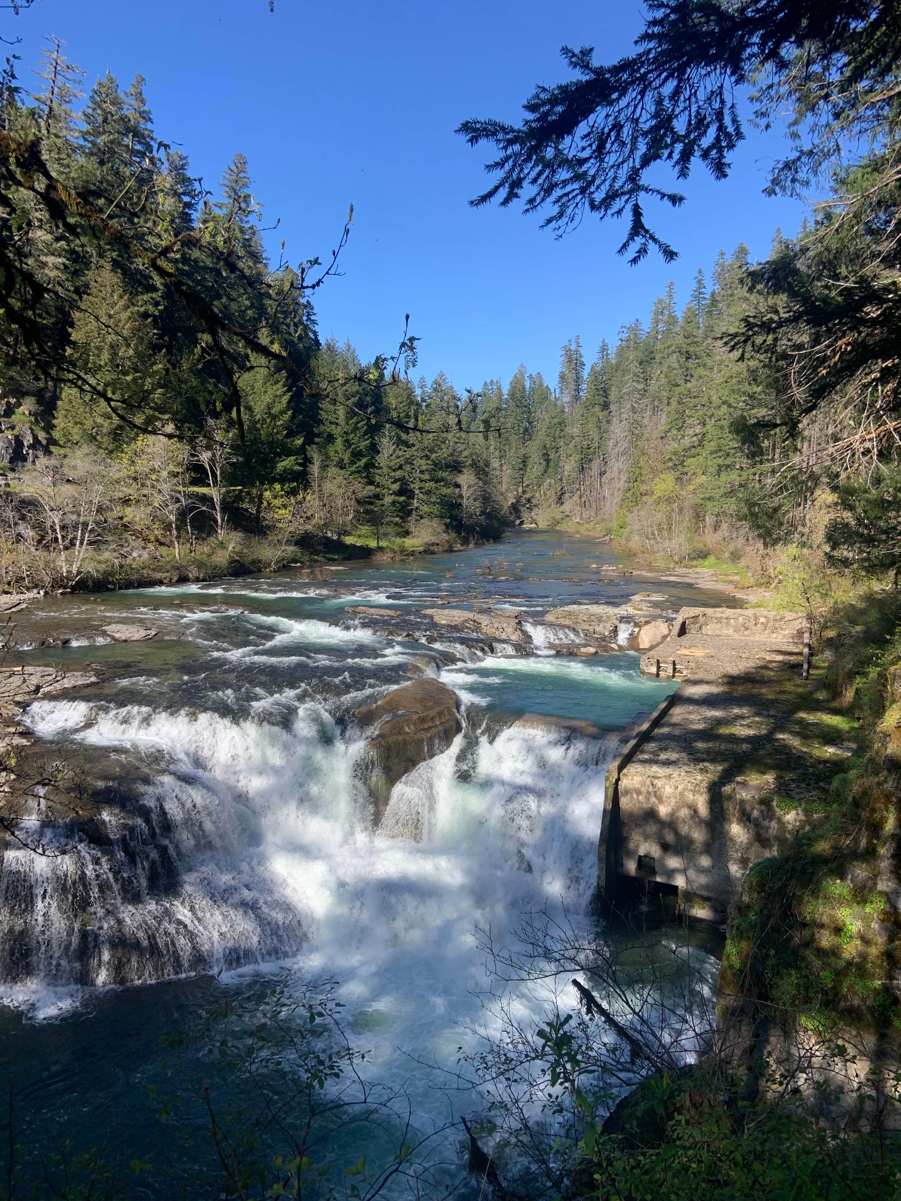 Camper submitted image from Umpqua National Forest Steamboat Falls Campground - 4