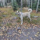 Review photo of Uncompahgre National Forest Thistledown Campground by Renee T., October 26, 2023