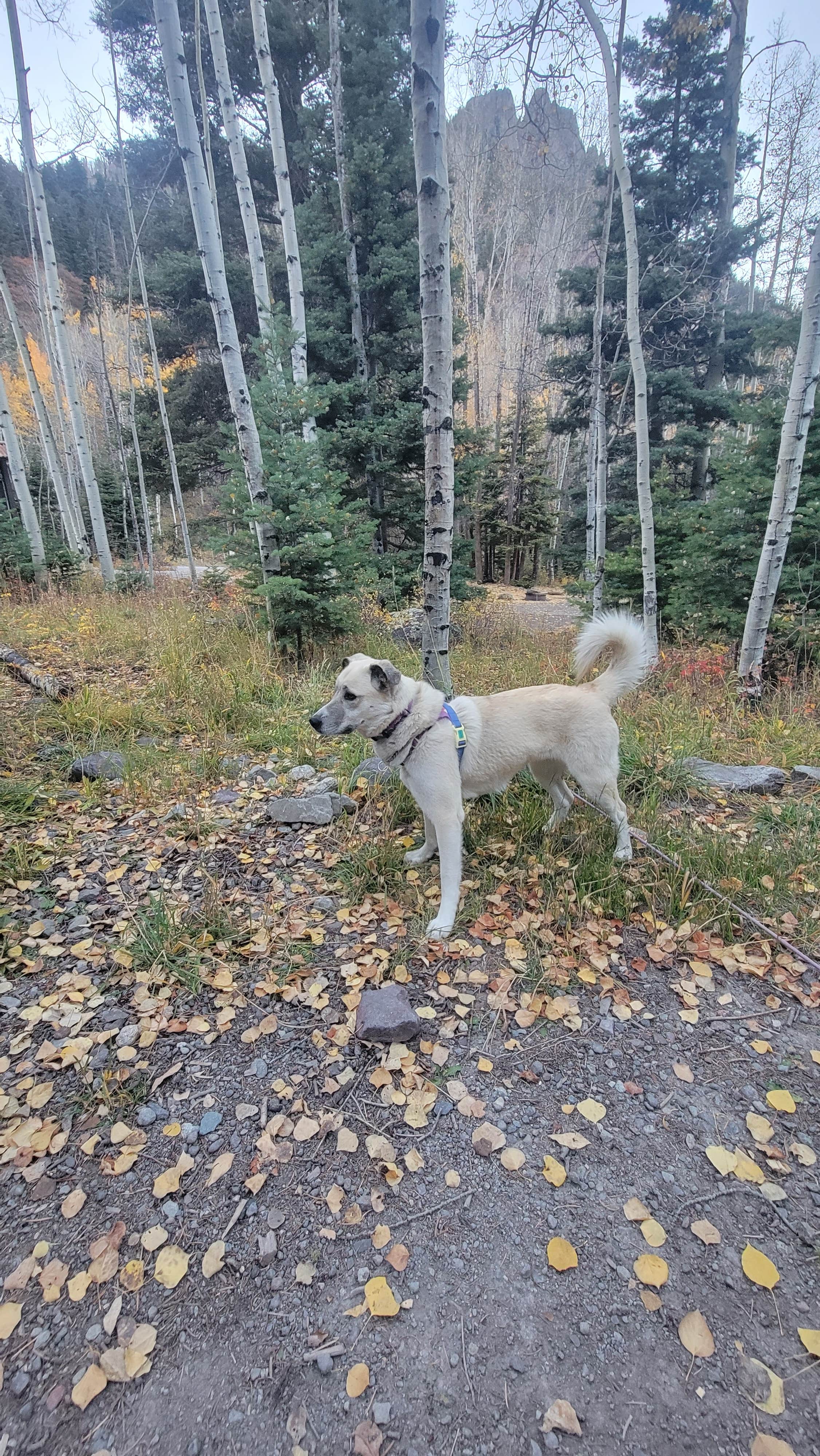 Camper submitted image from Uncompahgre National Forest Thistledown Campground - 5