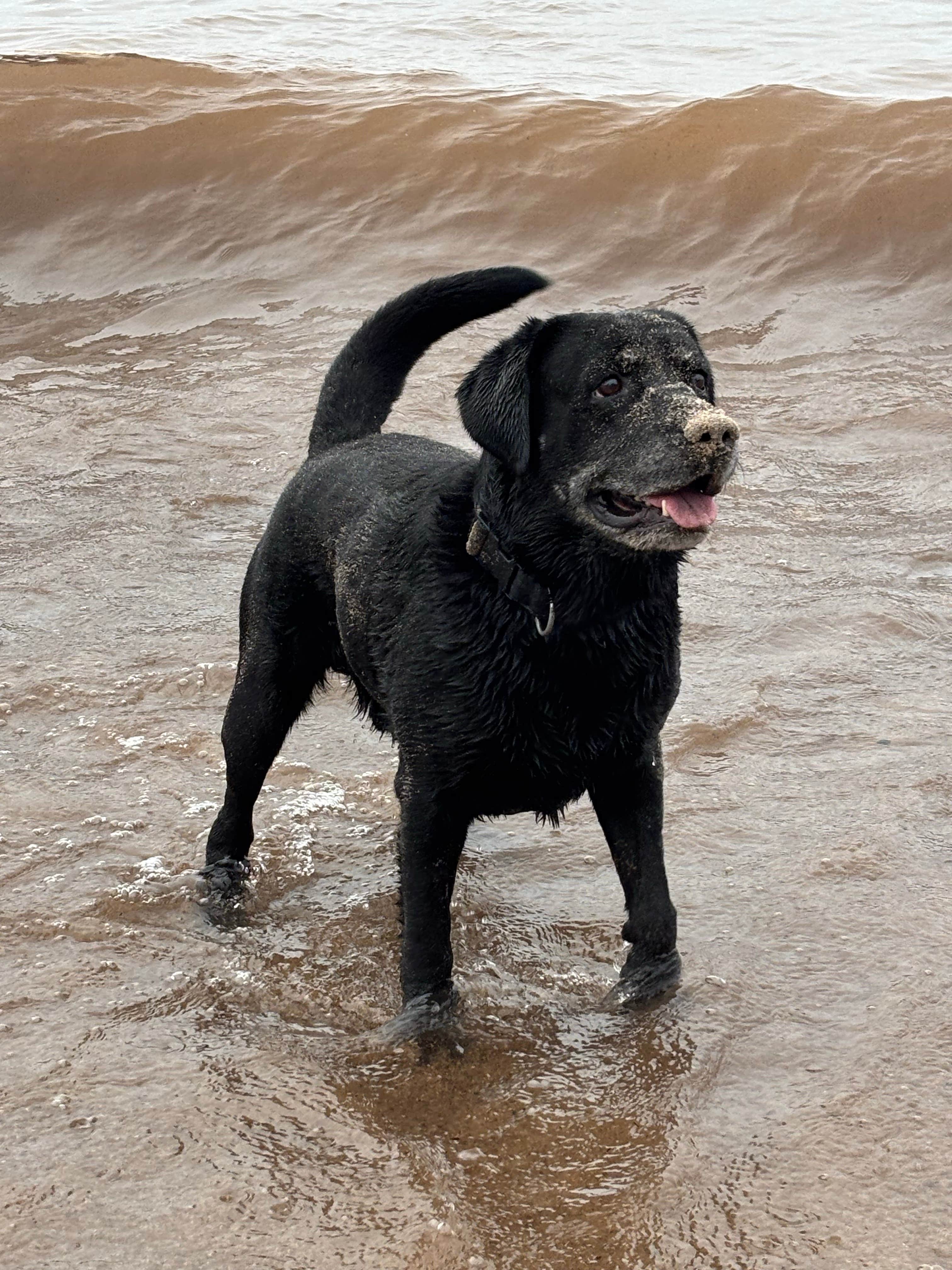 Scott B.'s photo of camping with pets at Union River Big Bear Campground near Ewen, MI