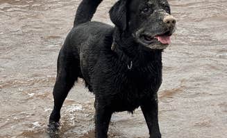 Scott B.'s photo of camping with pets at Union River Big Bear Campground near White Pine, MI
