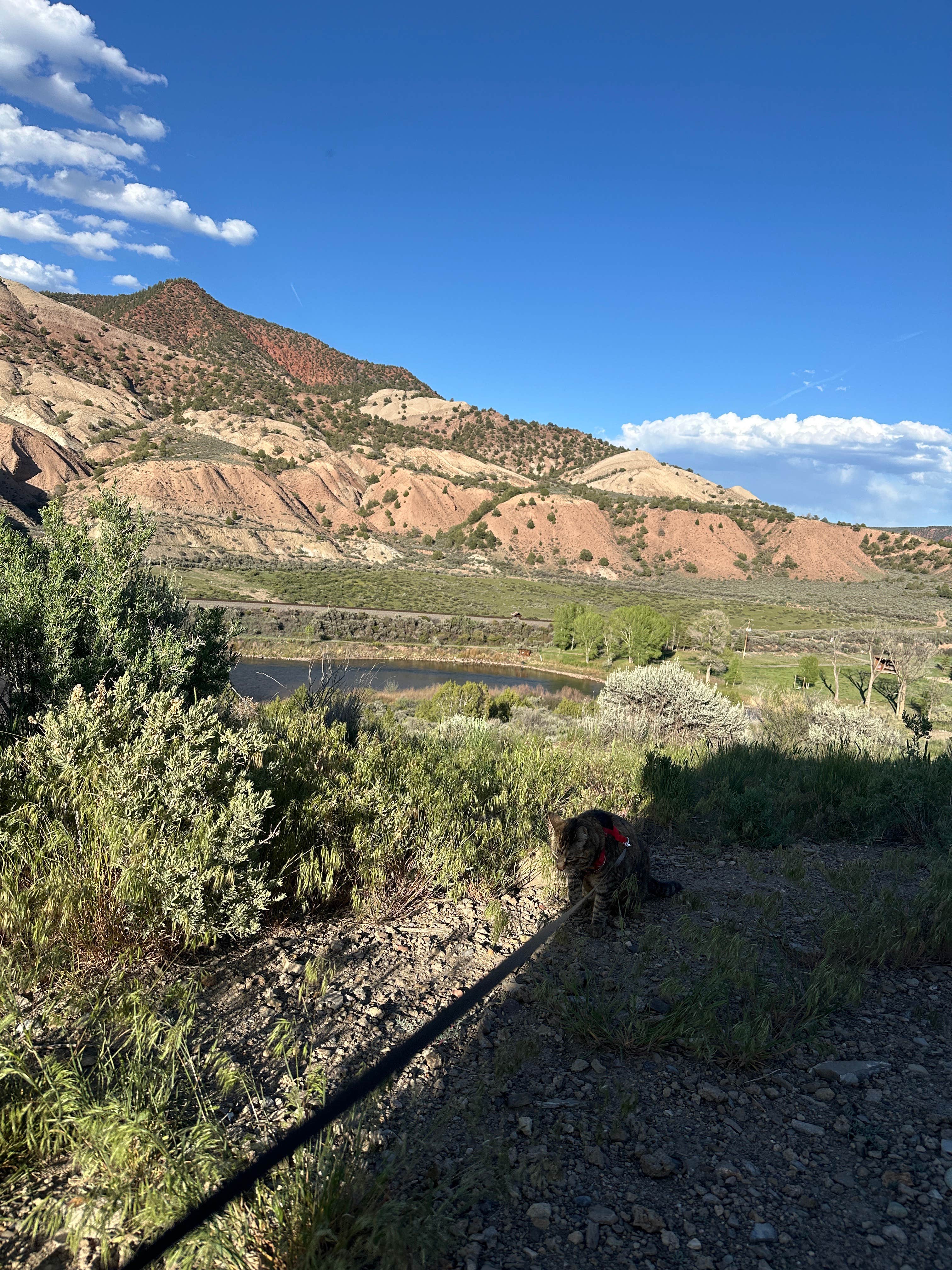 Kathy B.'s photo of camping with pets at Upper Colorado River BLM Dispersed near Eagle, CO