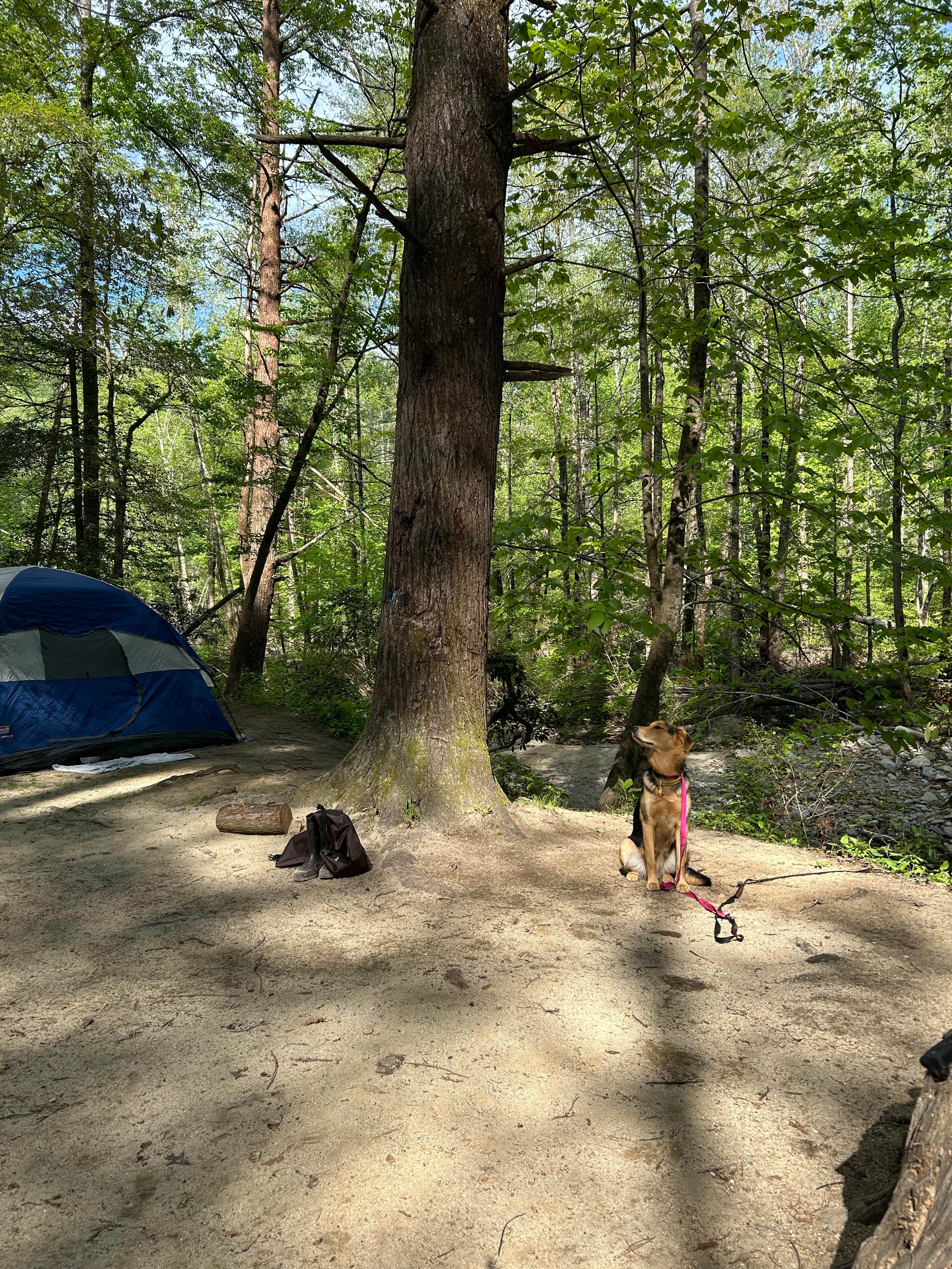 nick M.'s photo at Upper Creek, Pisgah National Forest NC near Connelly Springs, NC