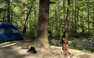 nick M.'s photo of a dispersed camping area at Upper Creek, Pisgah National Forest NC near Butler, TN