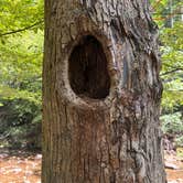 Review photo of Upper Creek, Pisgah National Forest NC by Sherry S., July 7, 2026