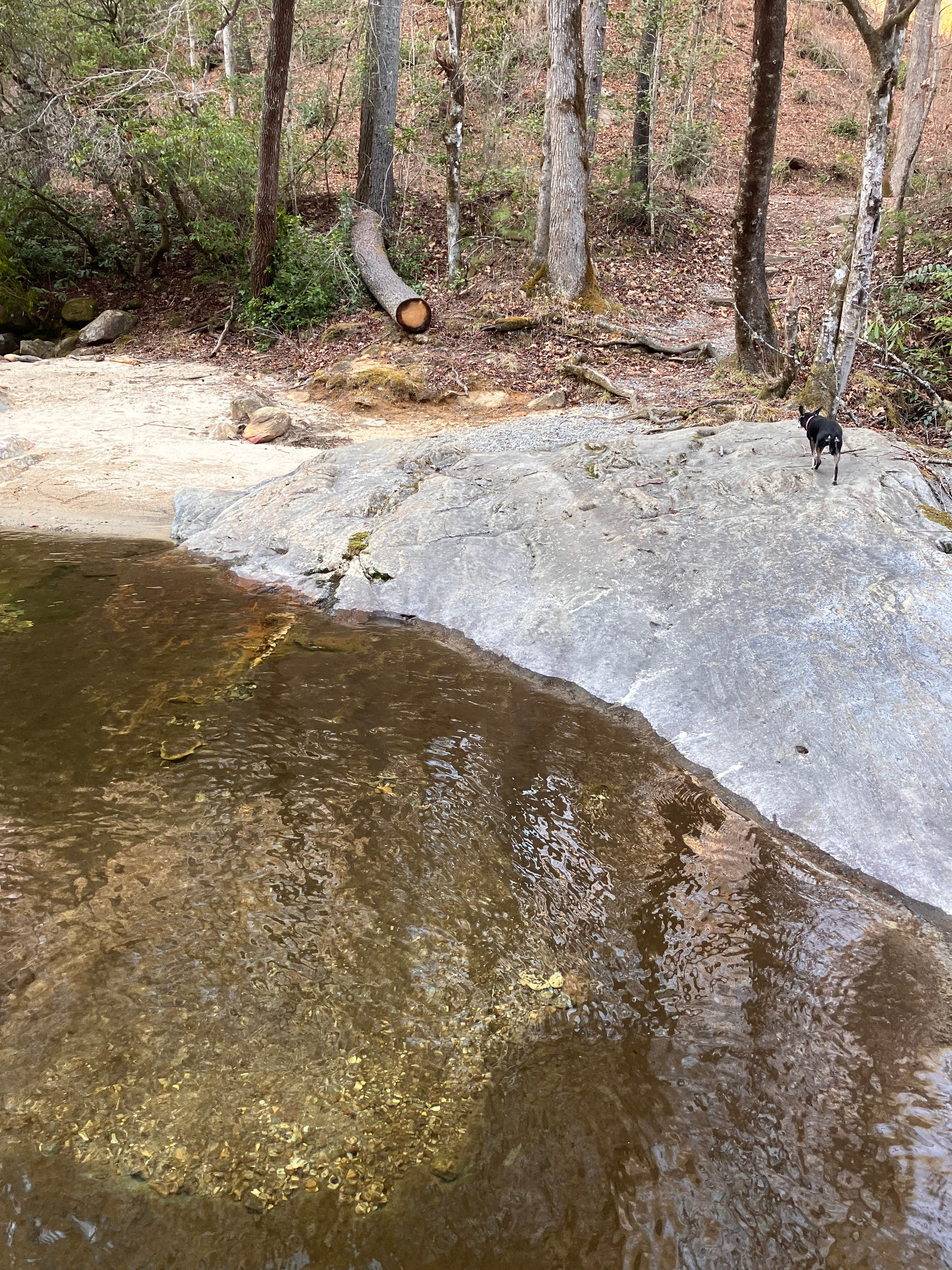 Camper submitted image from Upper Creek, Pisgah National Forest NC - 5
