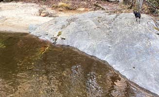 Robin B.'s photo of camping with pets at Upper Creek, Pisgah National Forest NC near Granite Falls, NC