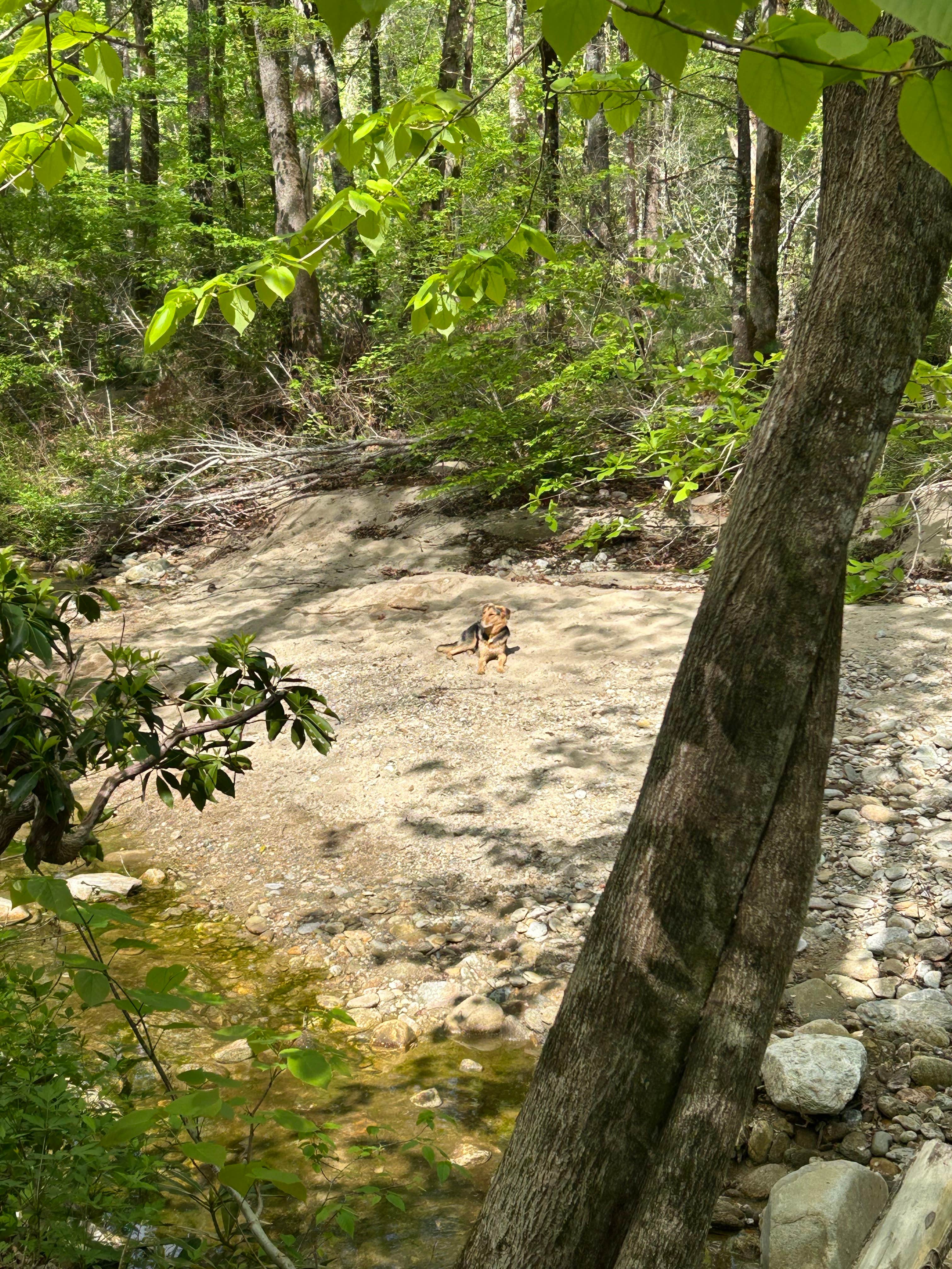 nick M.'s photo of camping with pets at Upper Creek, Pisgah National Forest NC near Granite Falls, NC