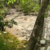 Review photo of Upper Creek, Pisgah National Forest NC by nick M., April 29, 2025