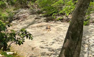 nick M.'s photo of camping with pets at Upper Creek, Pisgah National Forest NC near Pinehurst, NC