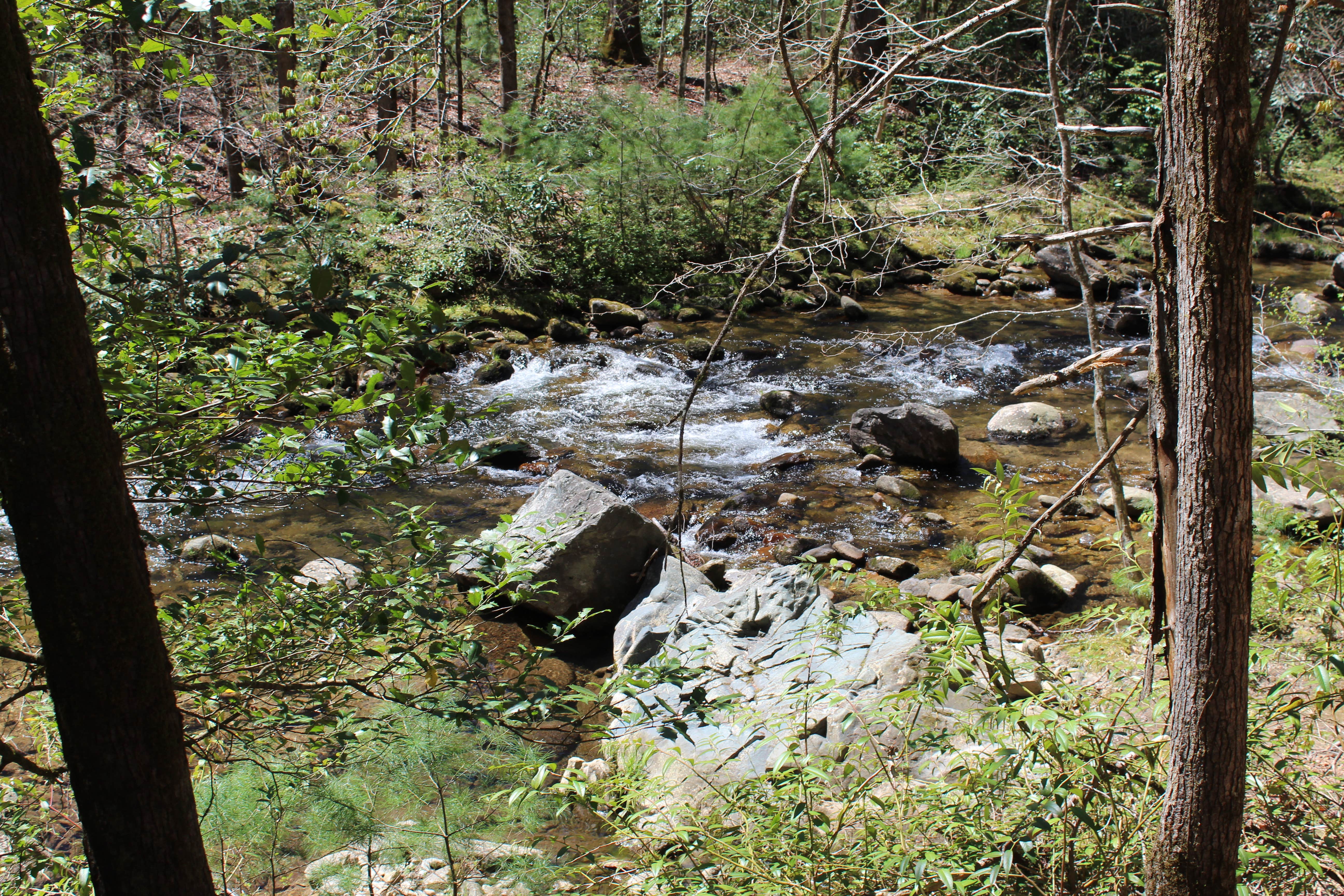 Camper submitted image from Upper Creek, Pisgah National Forest NC - 2