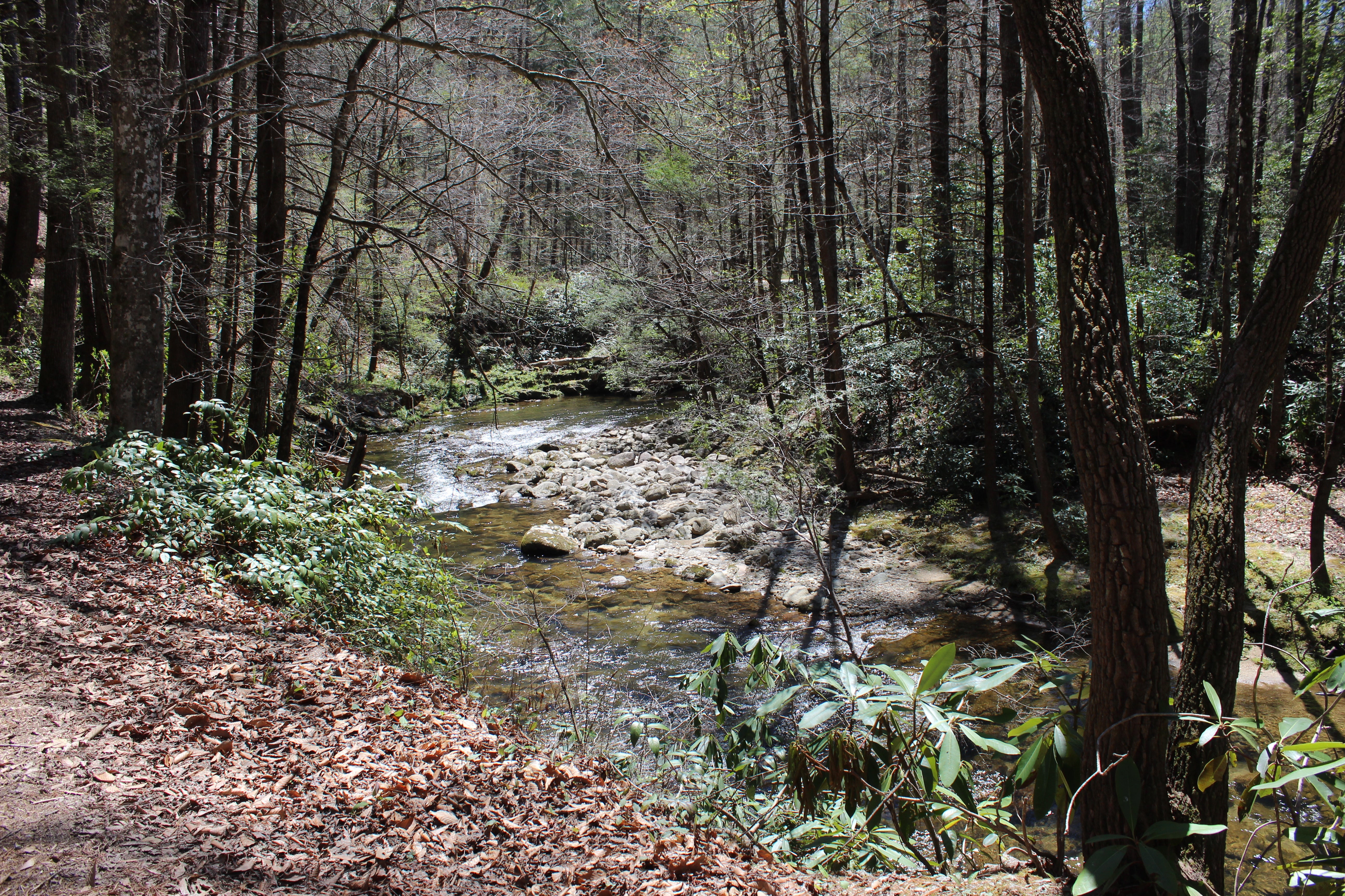 Camper submitted image from Upper Creek, Pisgah National Forest NC - 3