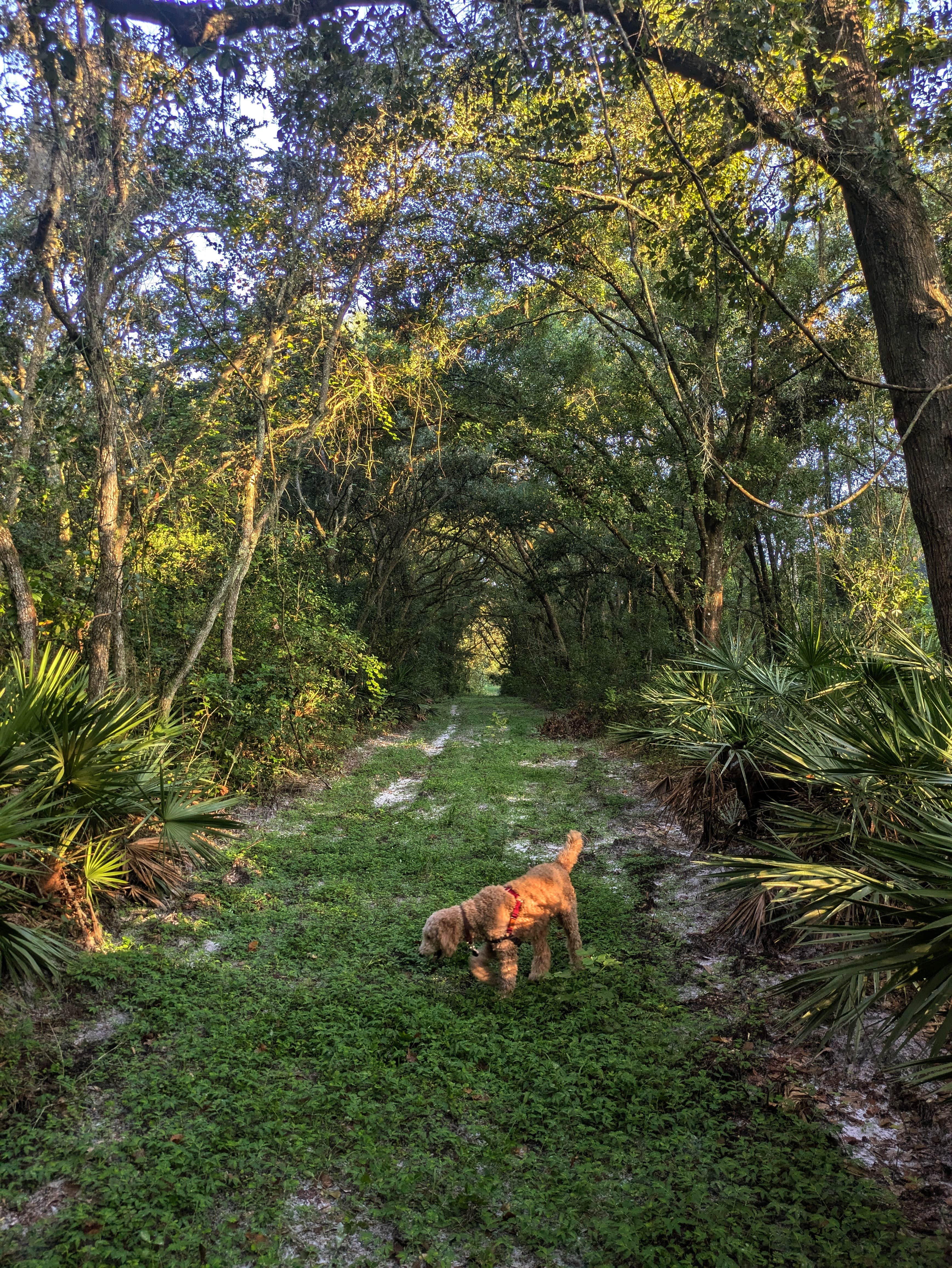 Camper-submitted photo at Upper Hillsborough Preserve — Alston Tract near Riverview, FL