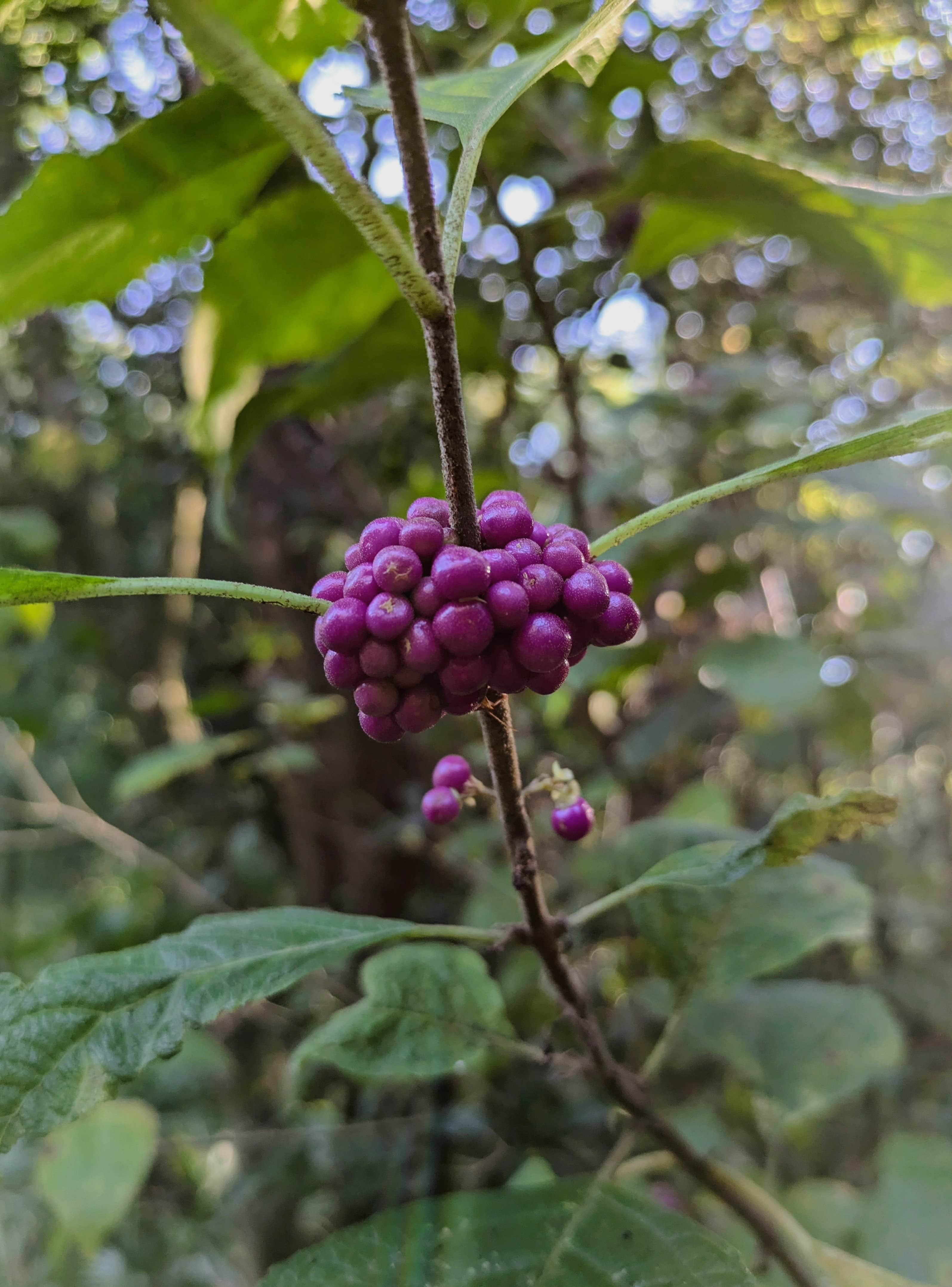 Camper-submitted photo at Upper Hillsborough Preserve — Alston Tract near Riverview, FL