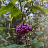 Review photo of Upper Hillsborough Preserve — Alston Tract by The Longs .., September 23, 2024