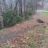 Review photo of USFS - Campsite J11 - Joyce Kilmer Road by Nick M., March 27, 2026