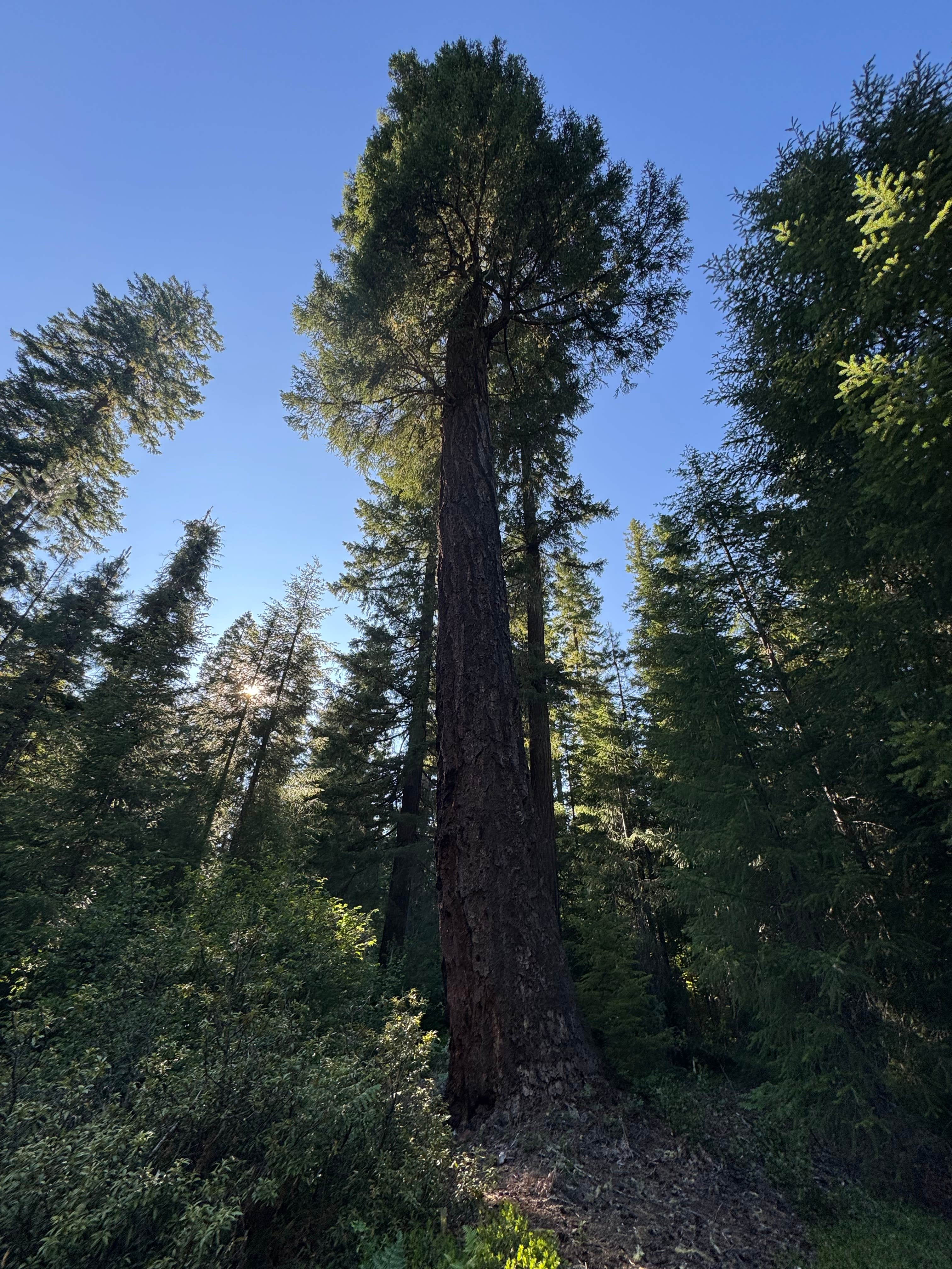 Camper-submitted photo at USFS Rogue River Dispersed near White City, OR