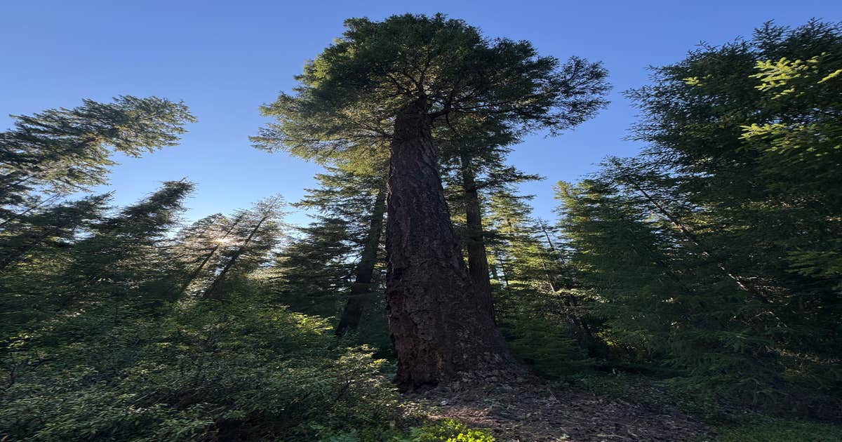 USFS Rogue River Dispersed