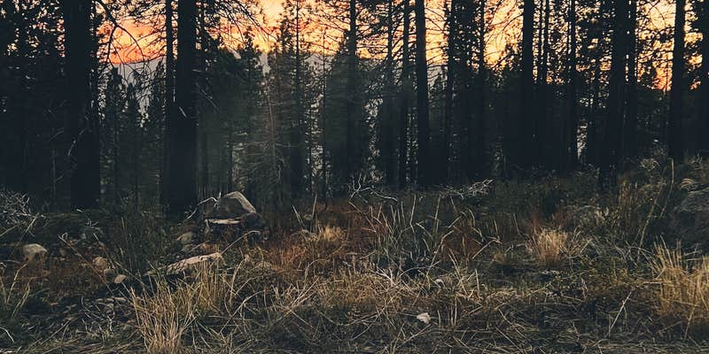 Camper submitted image from USFS Silver Fork Dispersed