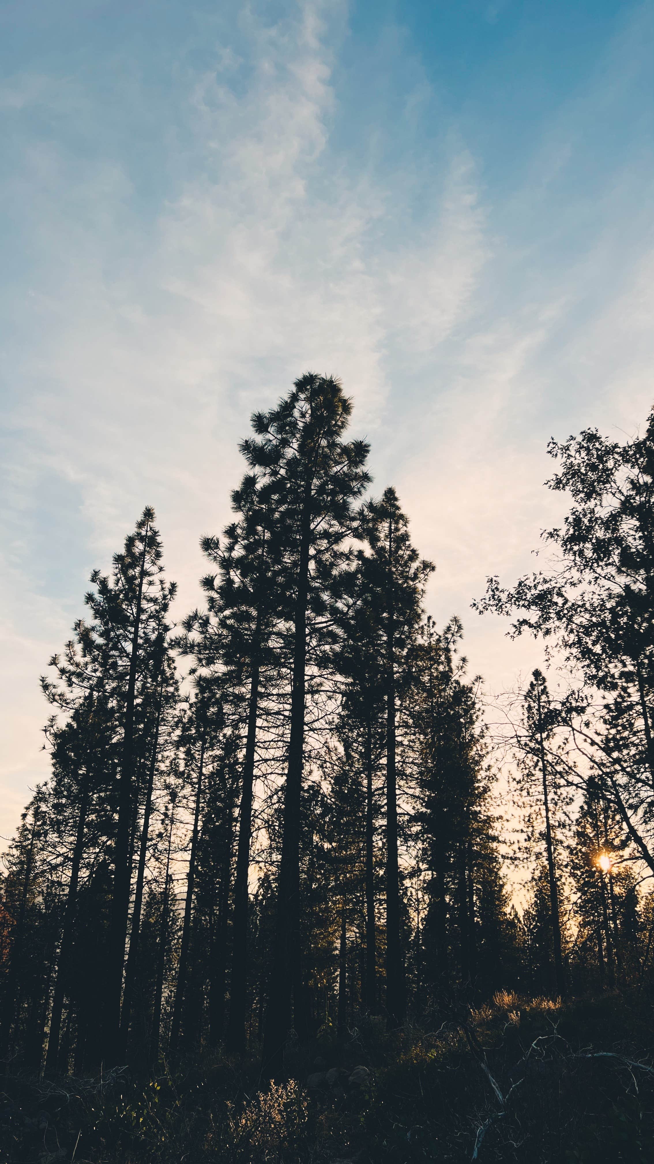 Alex's photo of a dispersed camping area at USFS Silver Fork Dispersed near Colfax, CA