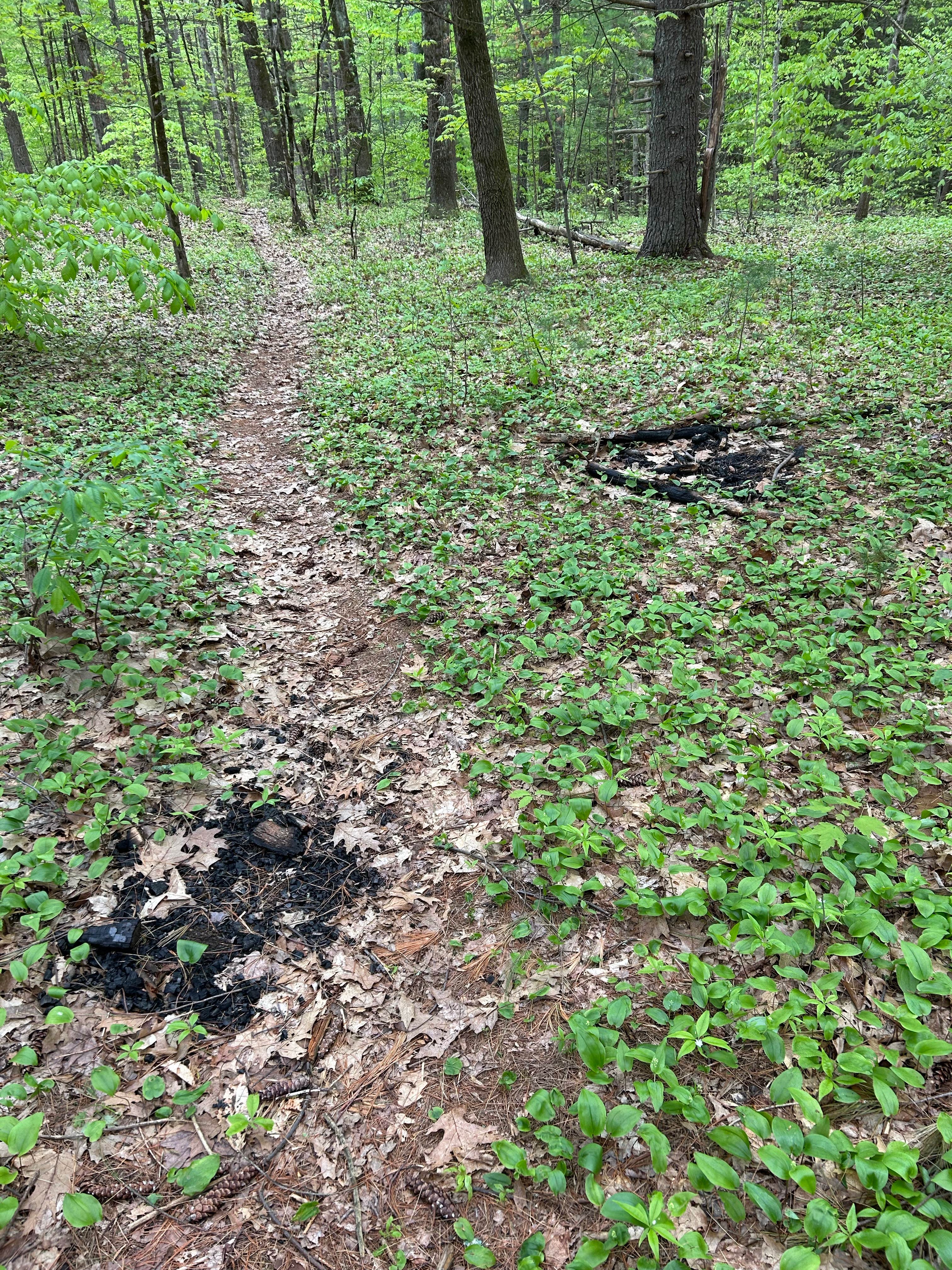 Camper submitted image from Ushers Road State Forest - 2
