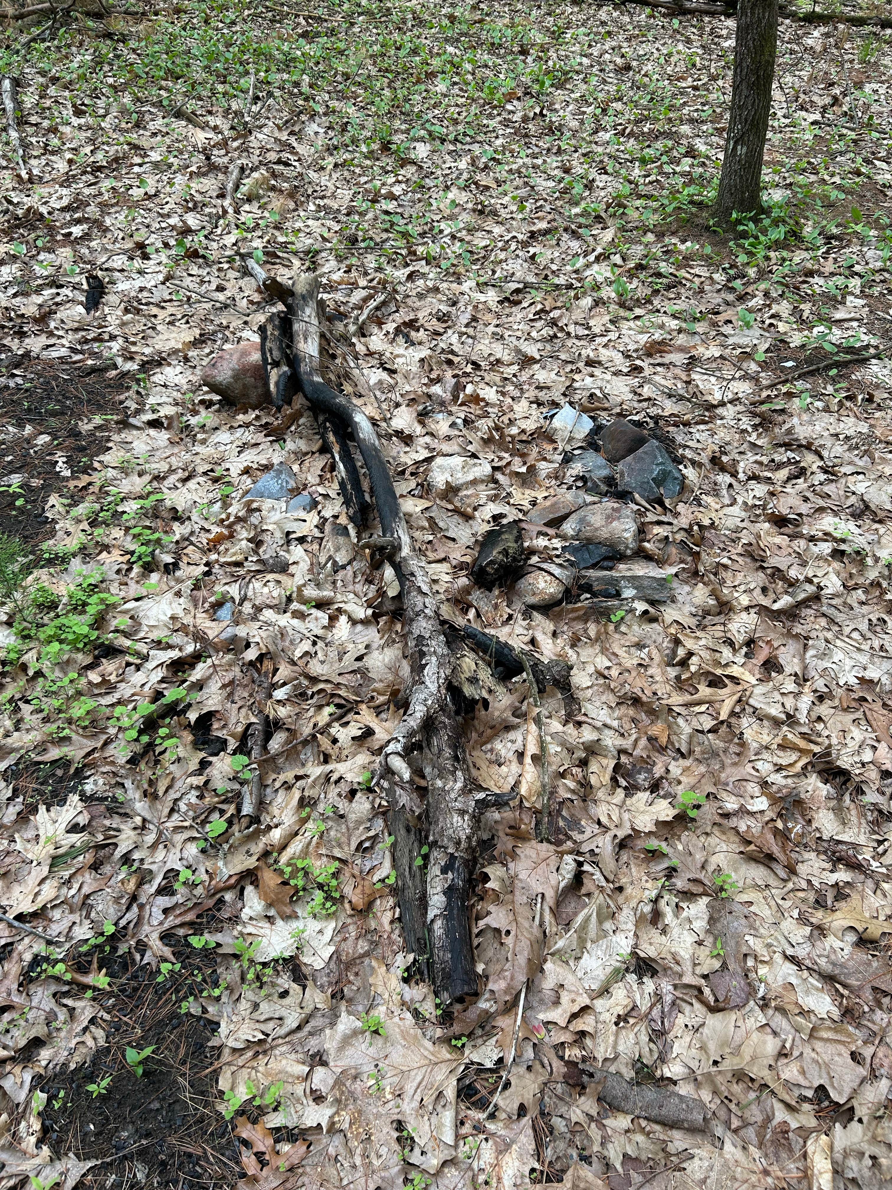 Camper submitted image from Ushers Road State Forest - 1