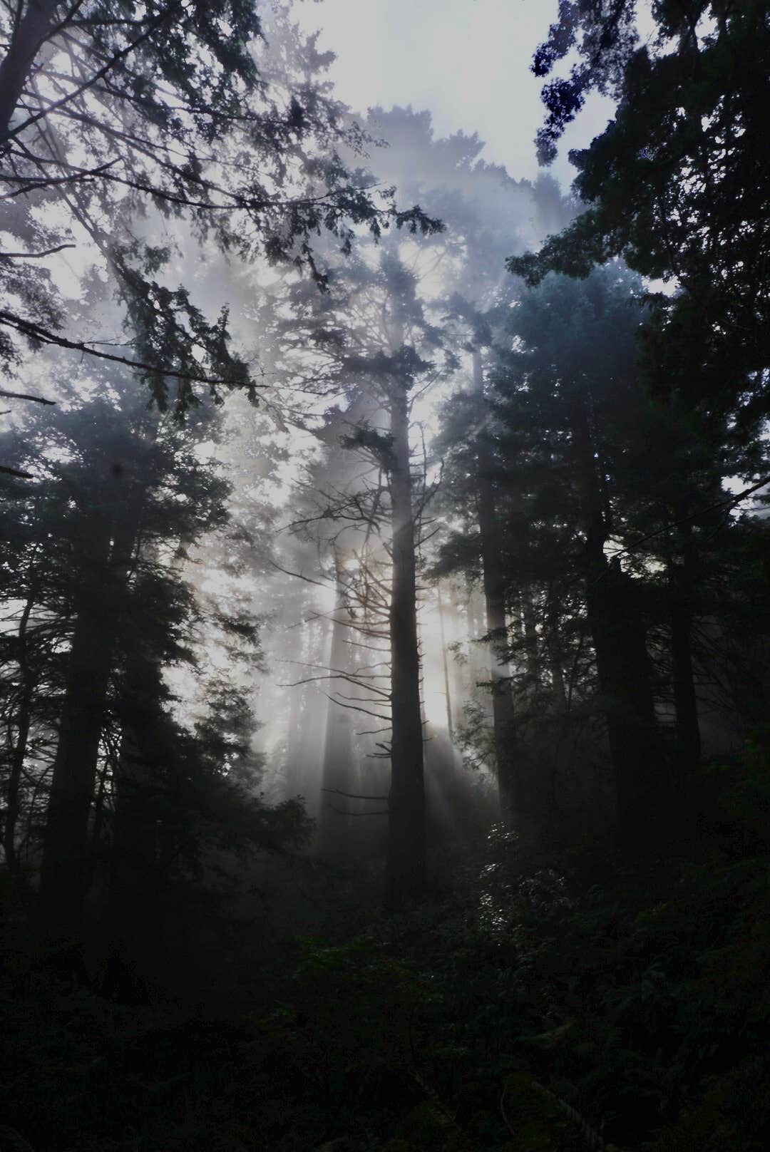 Camper-submitted photo at Usal Beach Campground near Piercy, CA