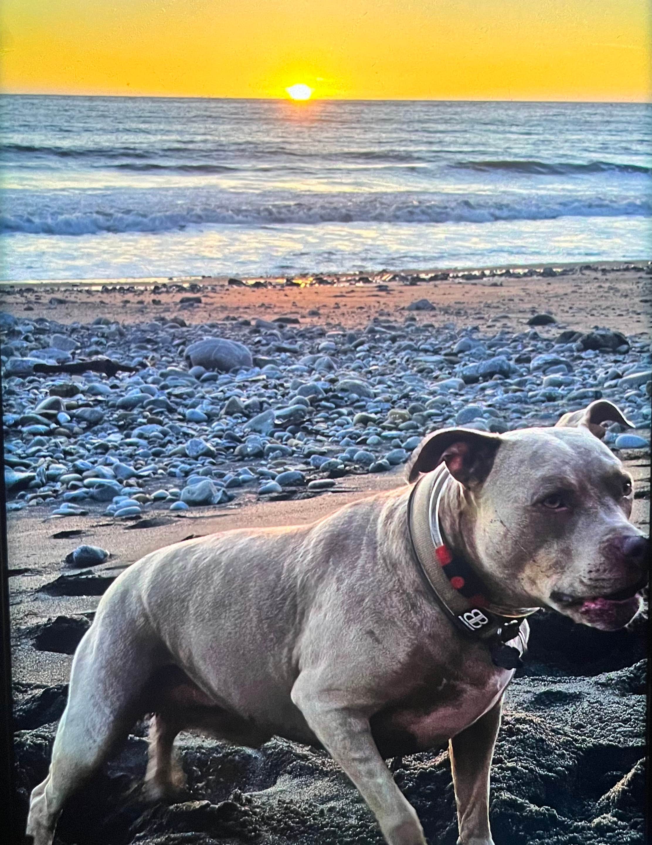 John L.'s photo of camping with pets at Usal Beach Campground near Covelo, CA