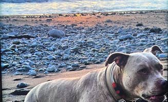 John L.'s photo of camping with pets at Usal Beach Campground near King Range National Conservation Area