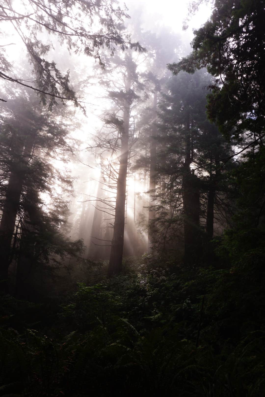 Camper-submitted photo at Usal Beach Campground near Piercy, CA