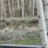 Review photo of Aspen Grove (uinta-wasatch-cache National Forest, Ut) by Cianna S., May 23, 2025