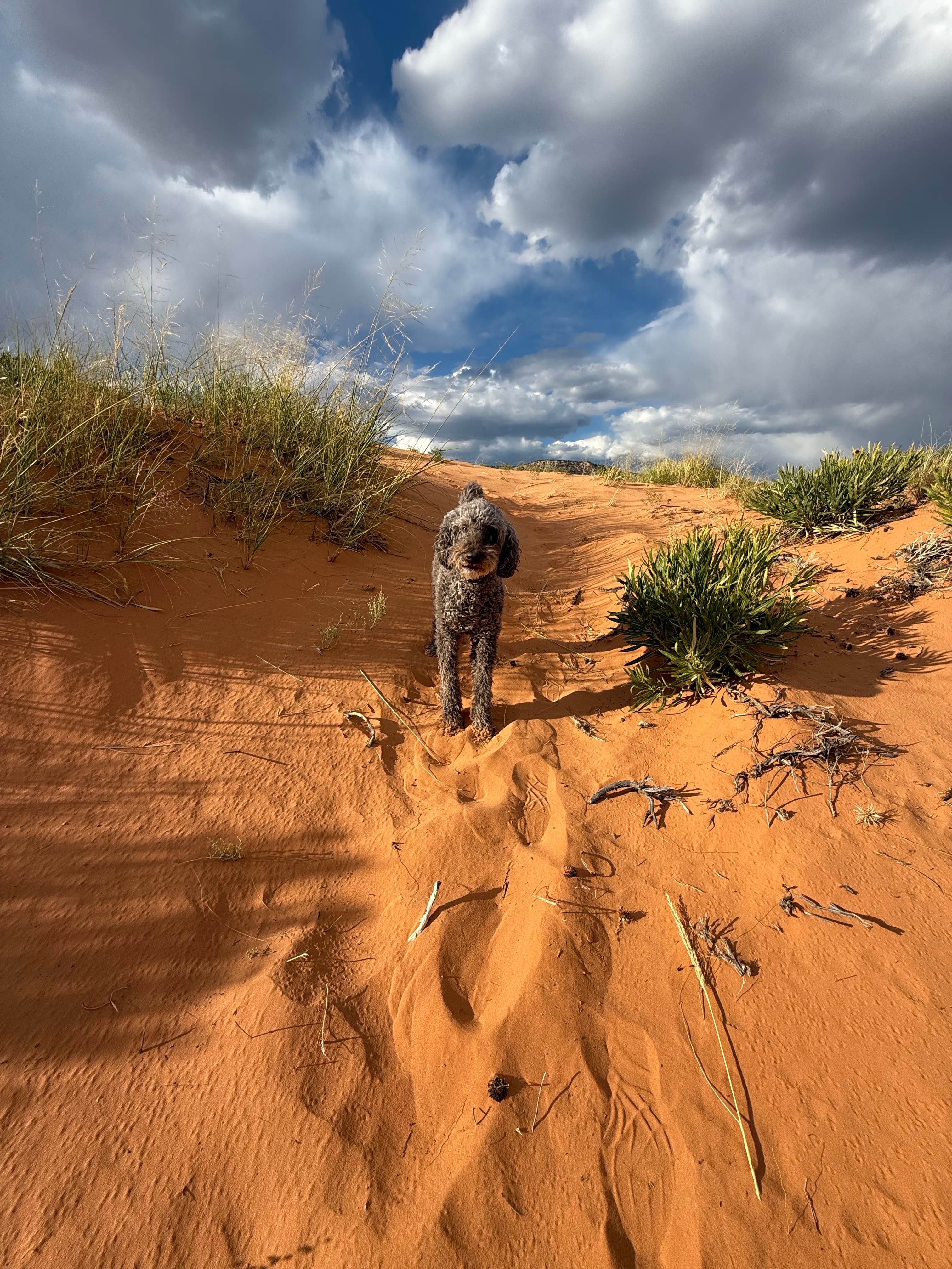 Kerri M.'s photo of camping with pets at Coral Pink Sand Dunes State Park Campground near Fredonia, AZ