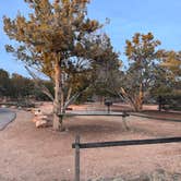 Review photo of Coral Pink Sand Dunes State Park Campground by Julie F., December 31, 2025