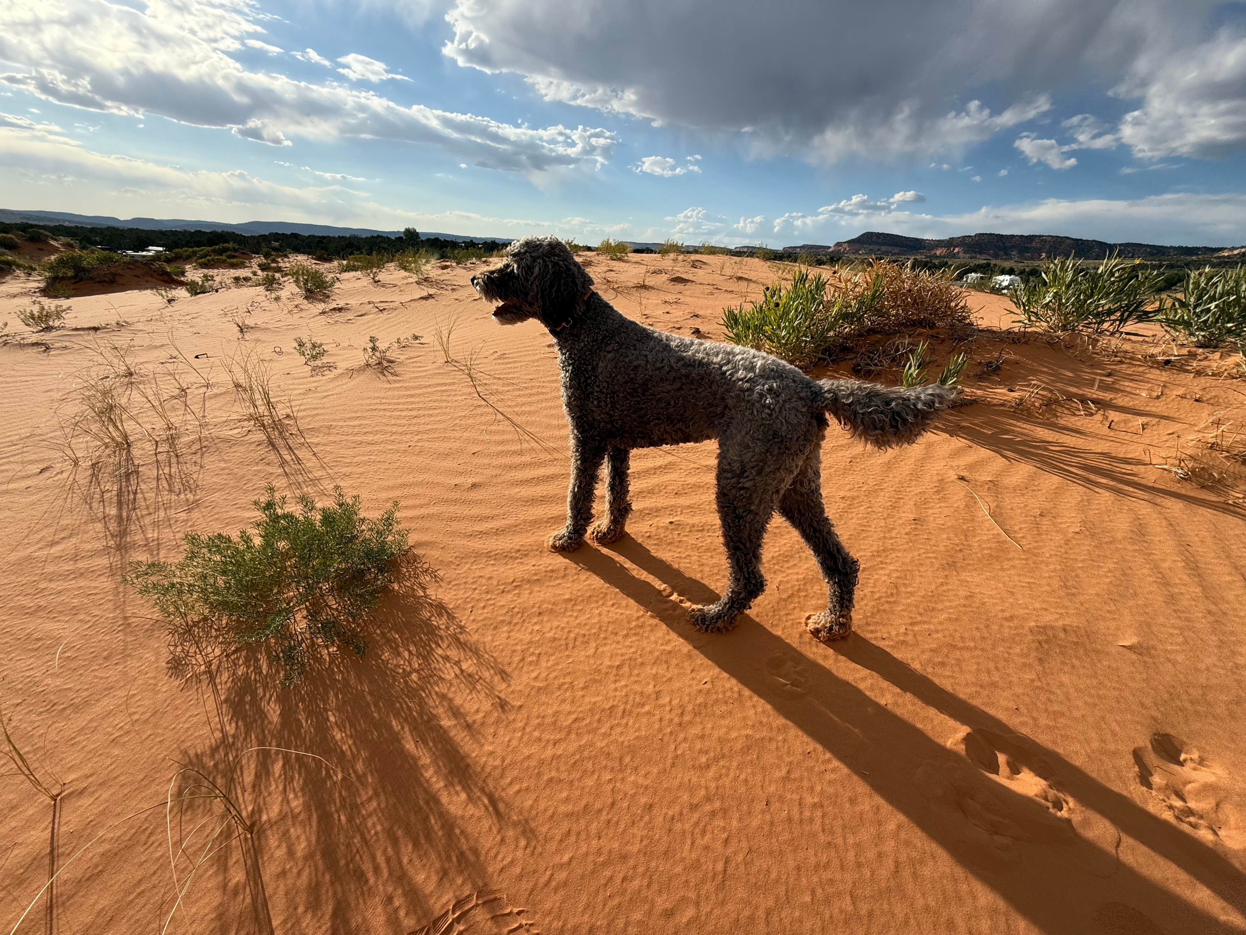Kerri M.'s photo of camping with pets at Coral Pink Sand Dunes State Park Campground near Hildale, UT