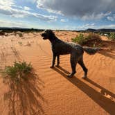 Review photo of Coral Pink Sand Dunes State Park Campground by Kerri M., October 12, 2024