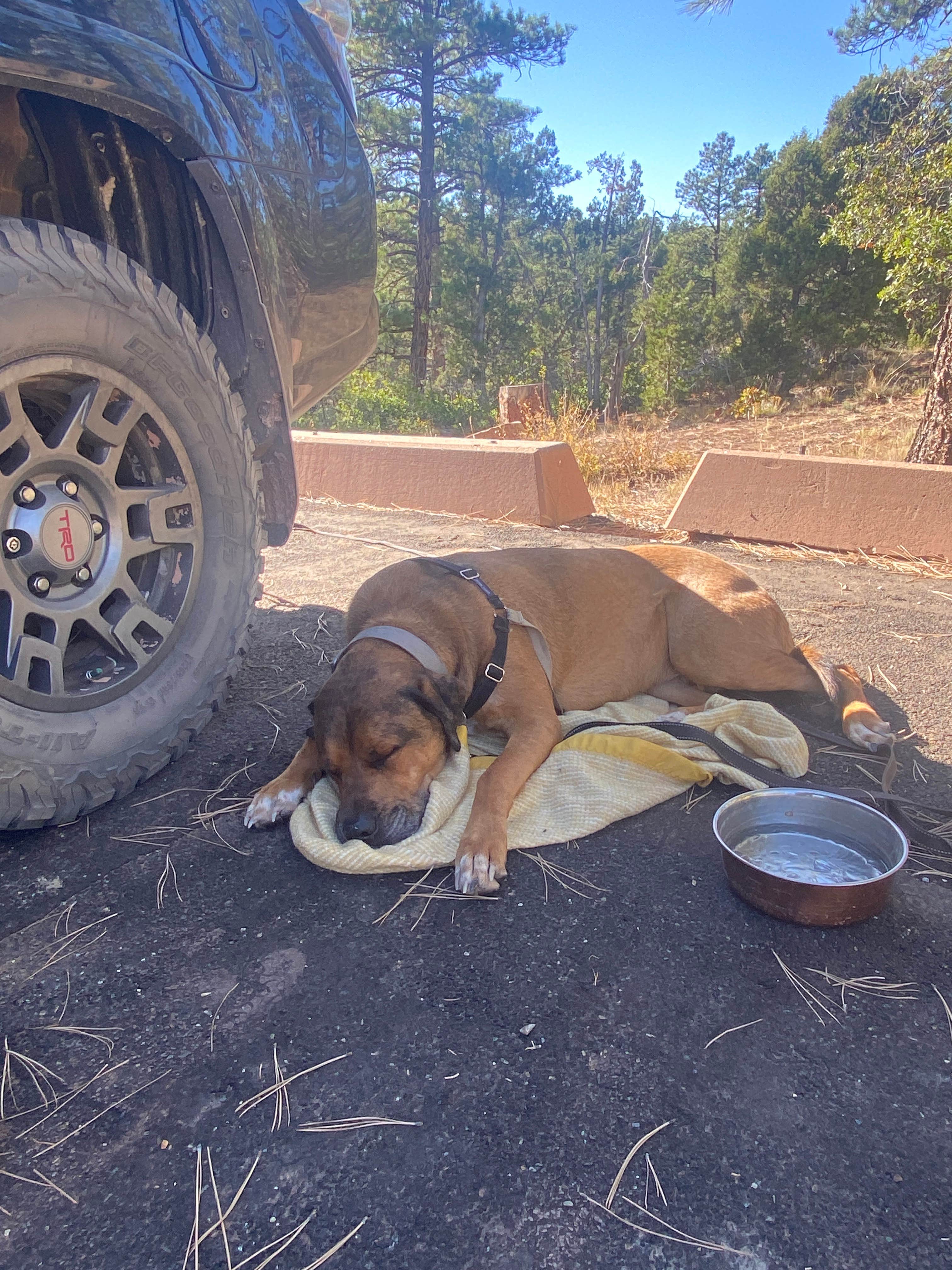 Jessica C.'s photo of camping with pets at Devils Canyon Campground near Blanding, UT