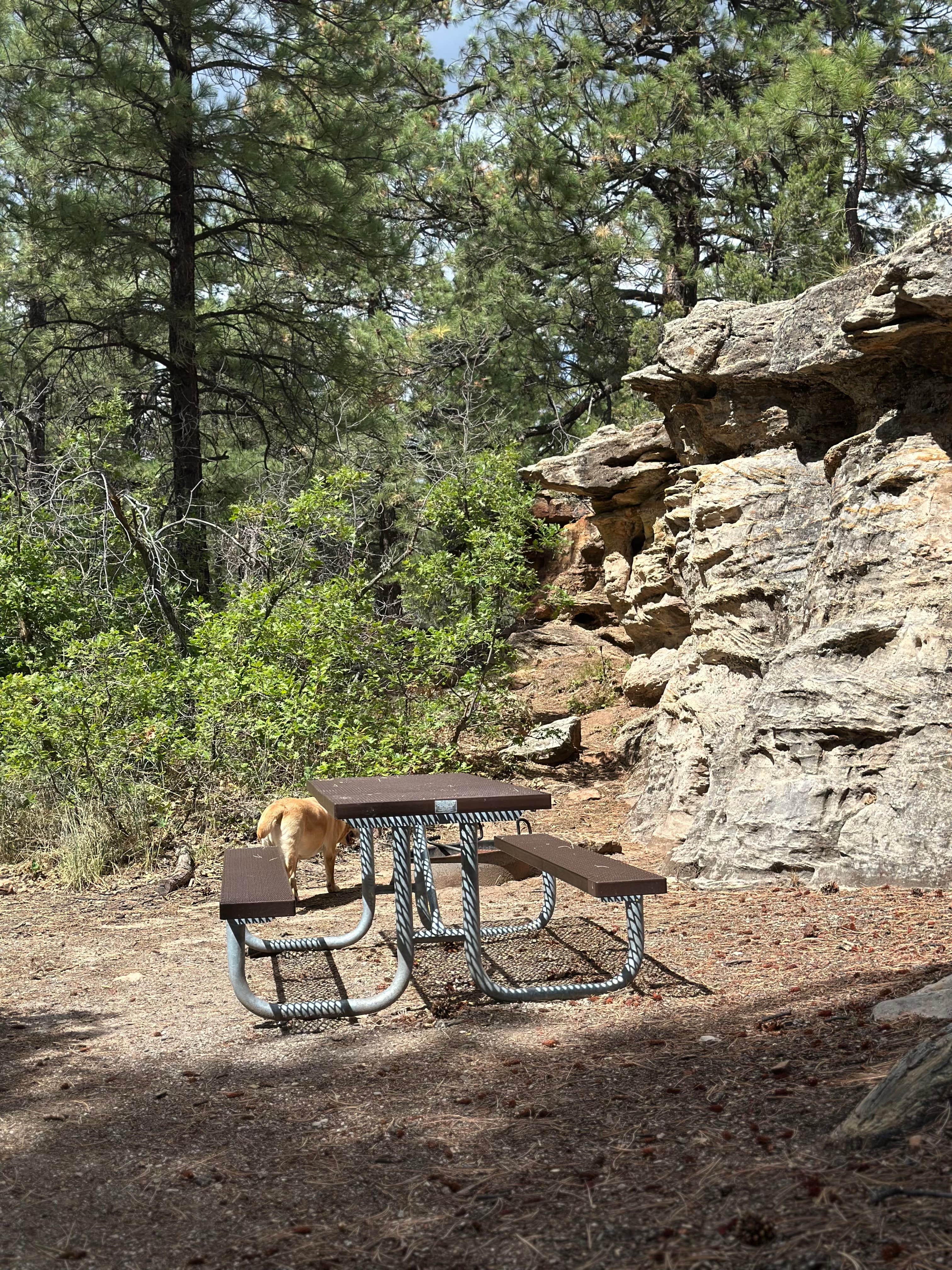 Alison C.'s photo of camping with pets at Devils Canyon Campground near Monticello, UT