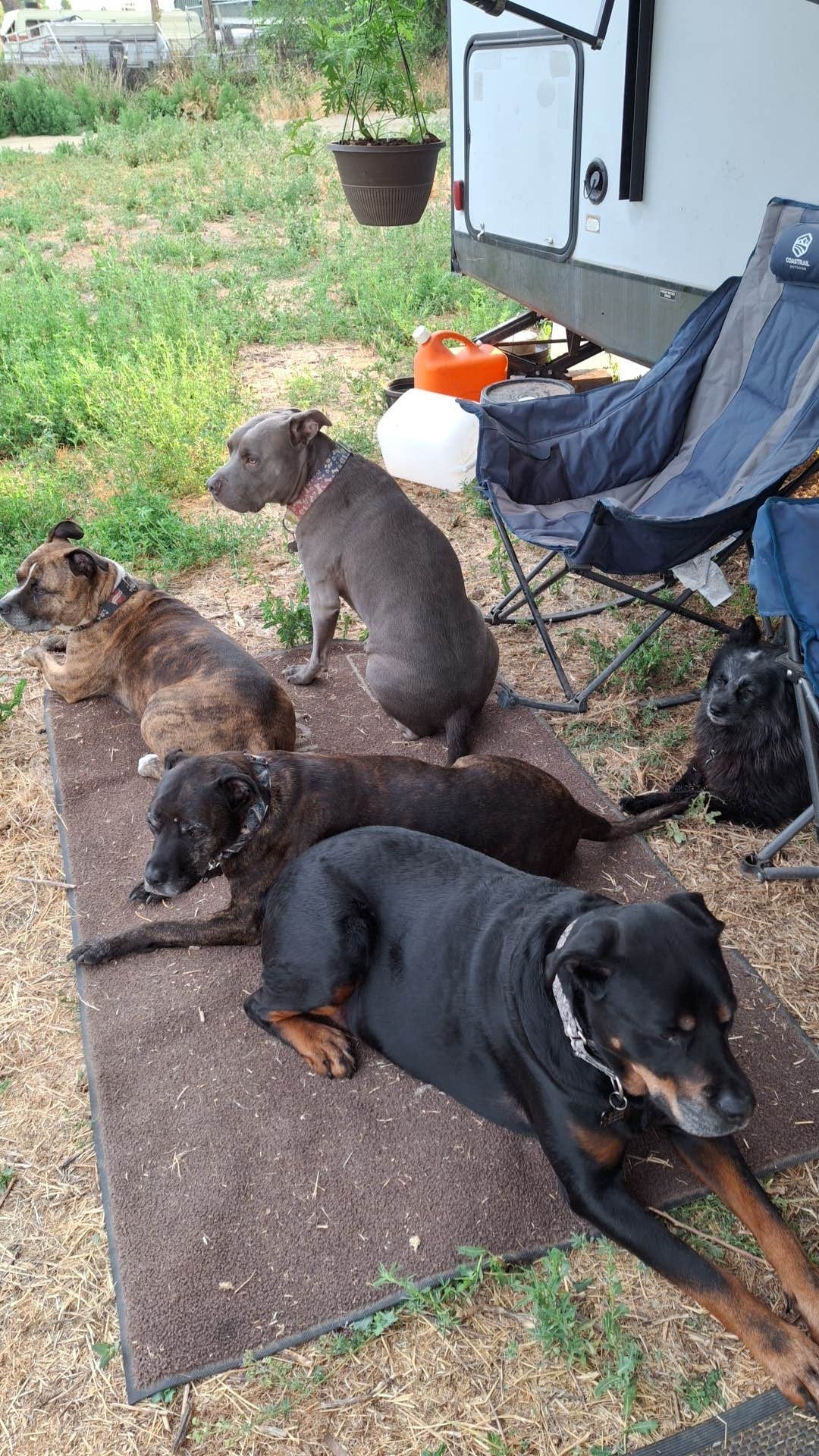Taleen P.'s photo of camping with pets at Diamond Campground near Payson, UT