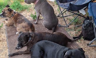 Taleen P.'s photo of camping with pets at Diamond Campground near Santaquin, UT