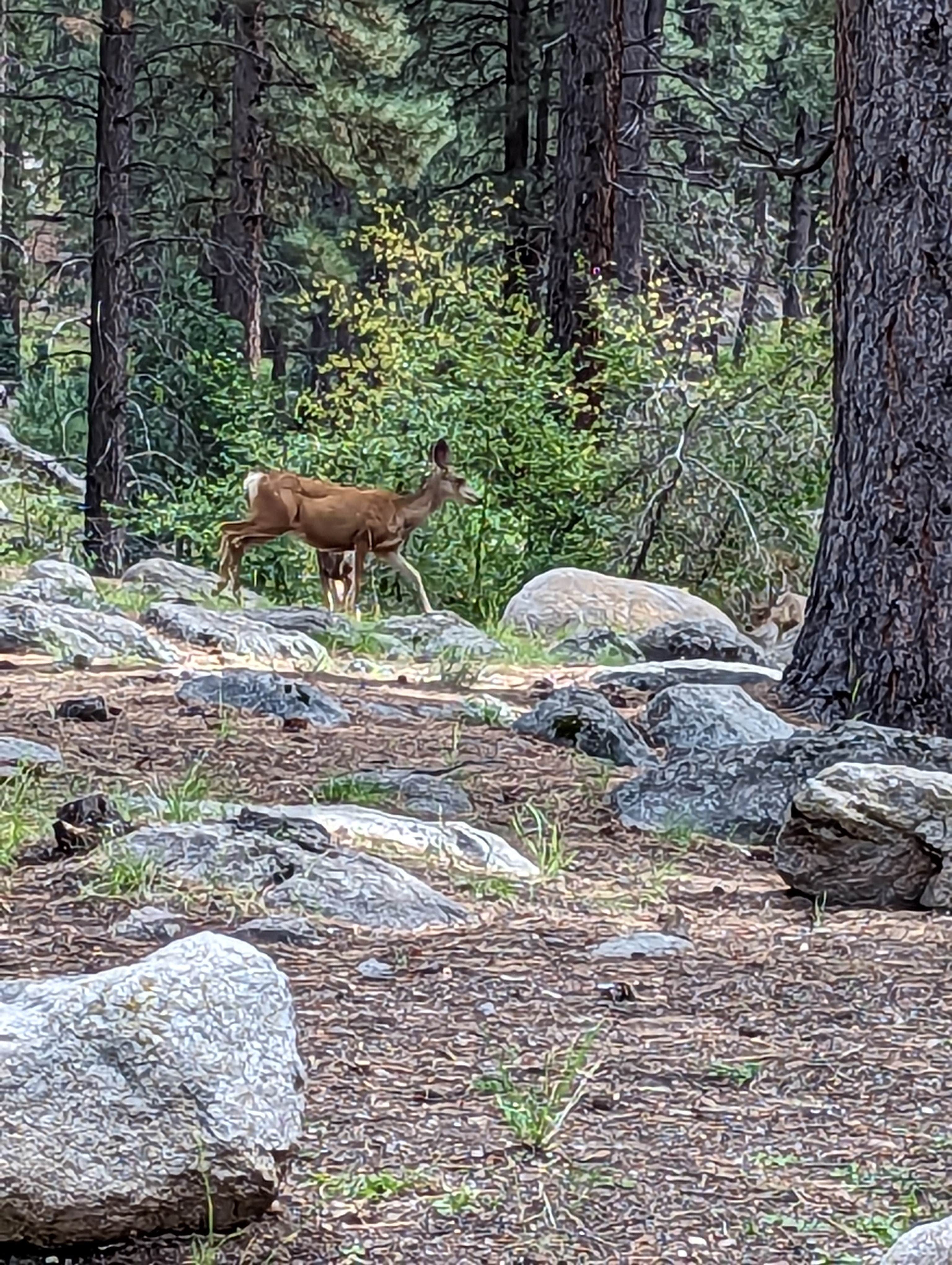 Camper submitted image from Ebenezer Bryce Campground - 4